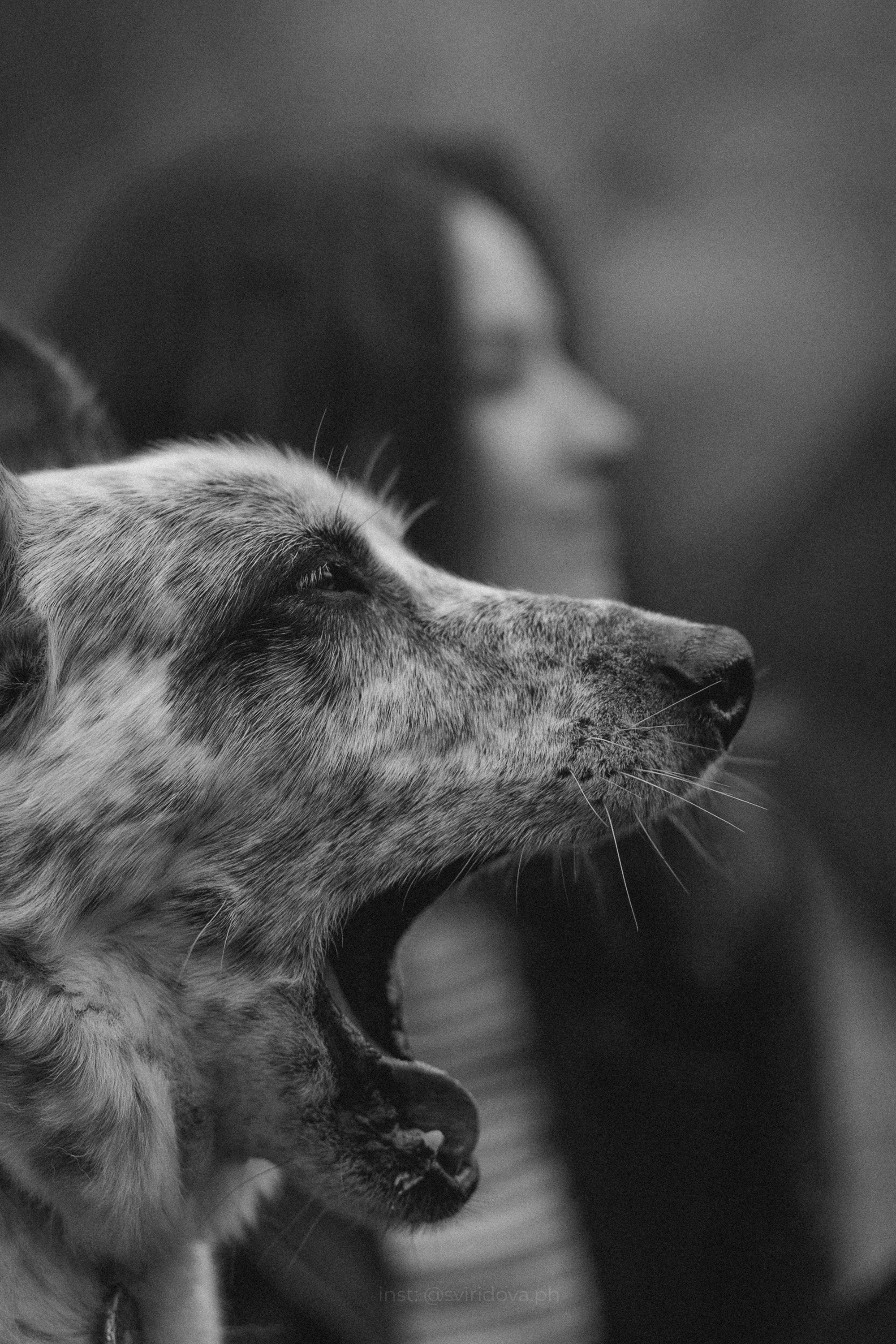 Катя и Бутуз. Фотограф анималист в Москве и Санкт-Петербурге Свиридова Анна