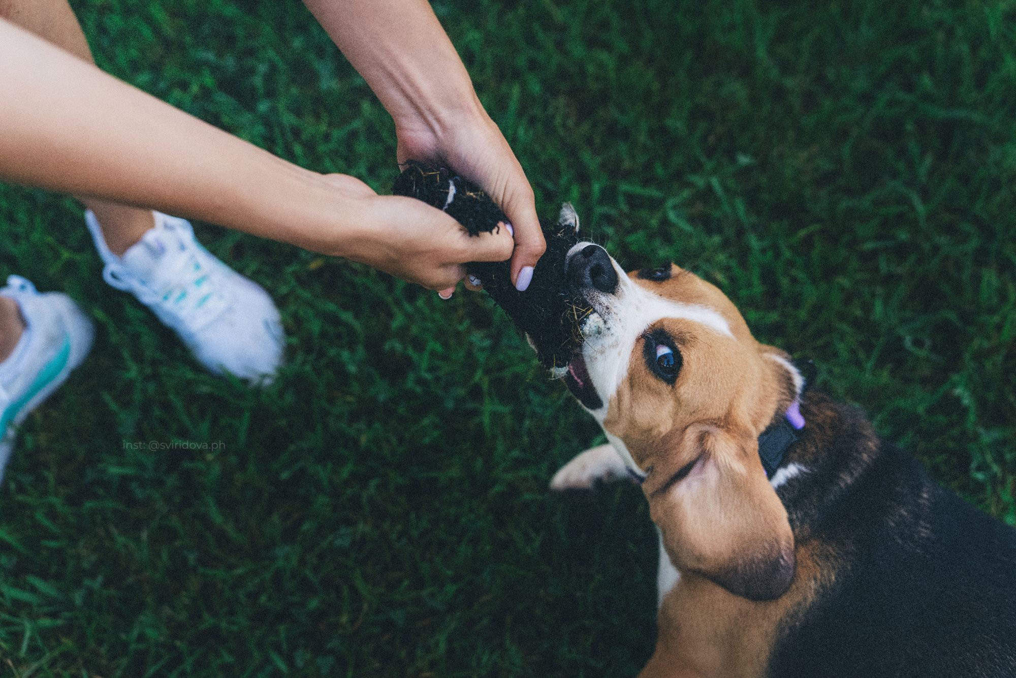 Евгения и Мира. Фотограф анималист в Москве и Санкт-Петербурге Свиридова Анна