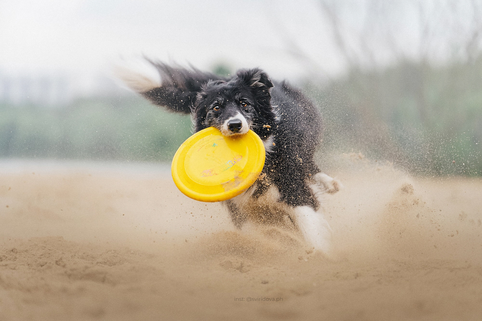 Вика и Веник. Фотограф анималист в Москве и Санкт-Петербурге Свиридова Анна