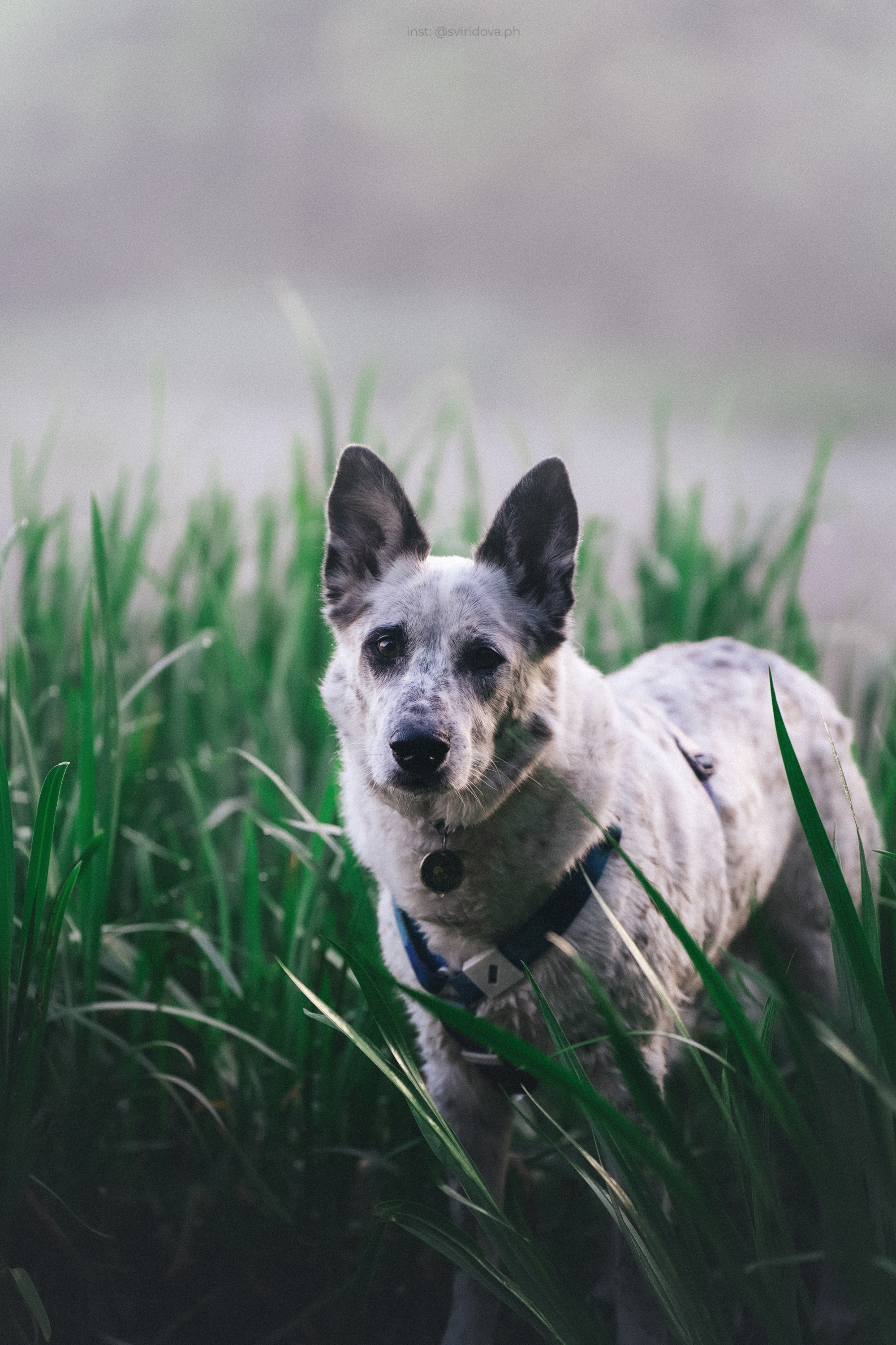 Катя и Бутуз. Фотограф анималист в Москве и Санкт-Петербурге Свиридова Анна