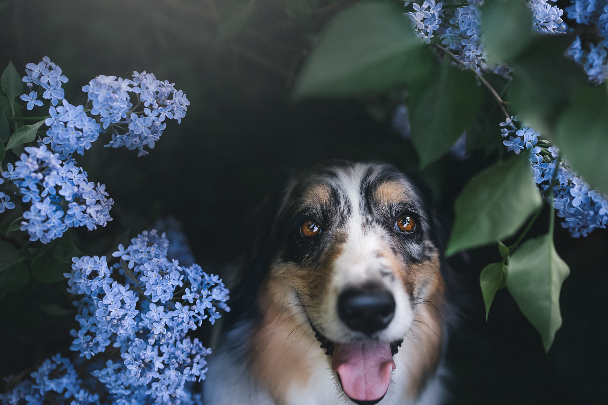 Фотограф анималист в Москве и Санкт-Петербурге Свиридова Анна