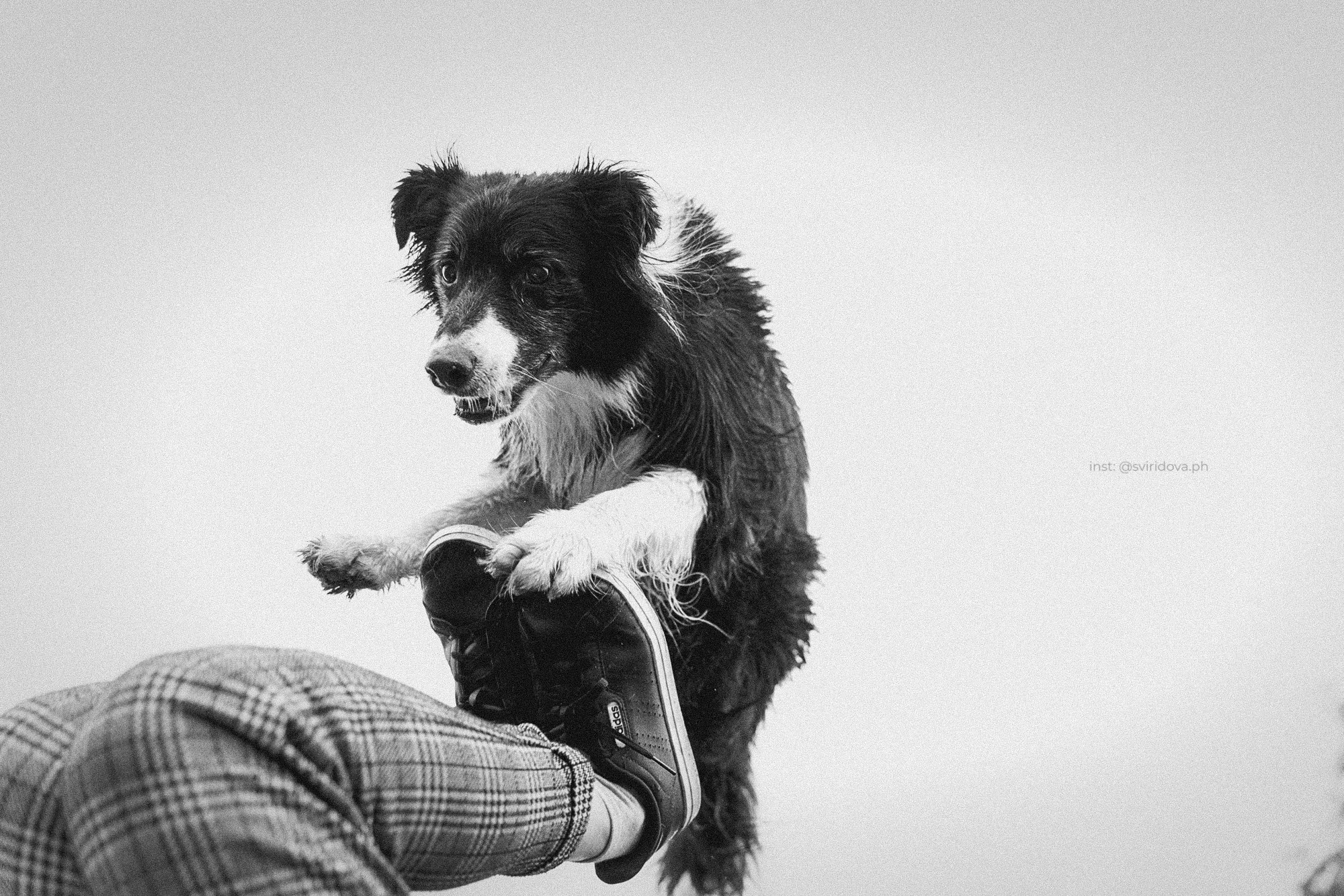 Вика и Веник. Фотограф анималист в Москве и Санкт-Петербурге Свиридова Анна