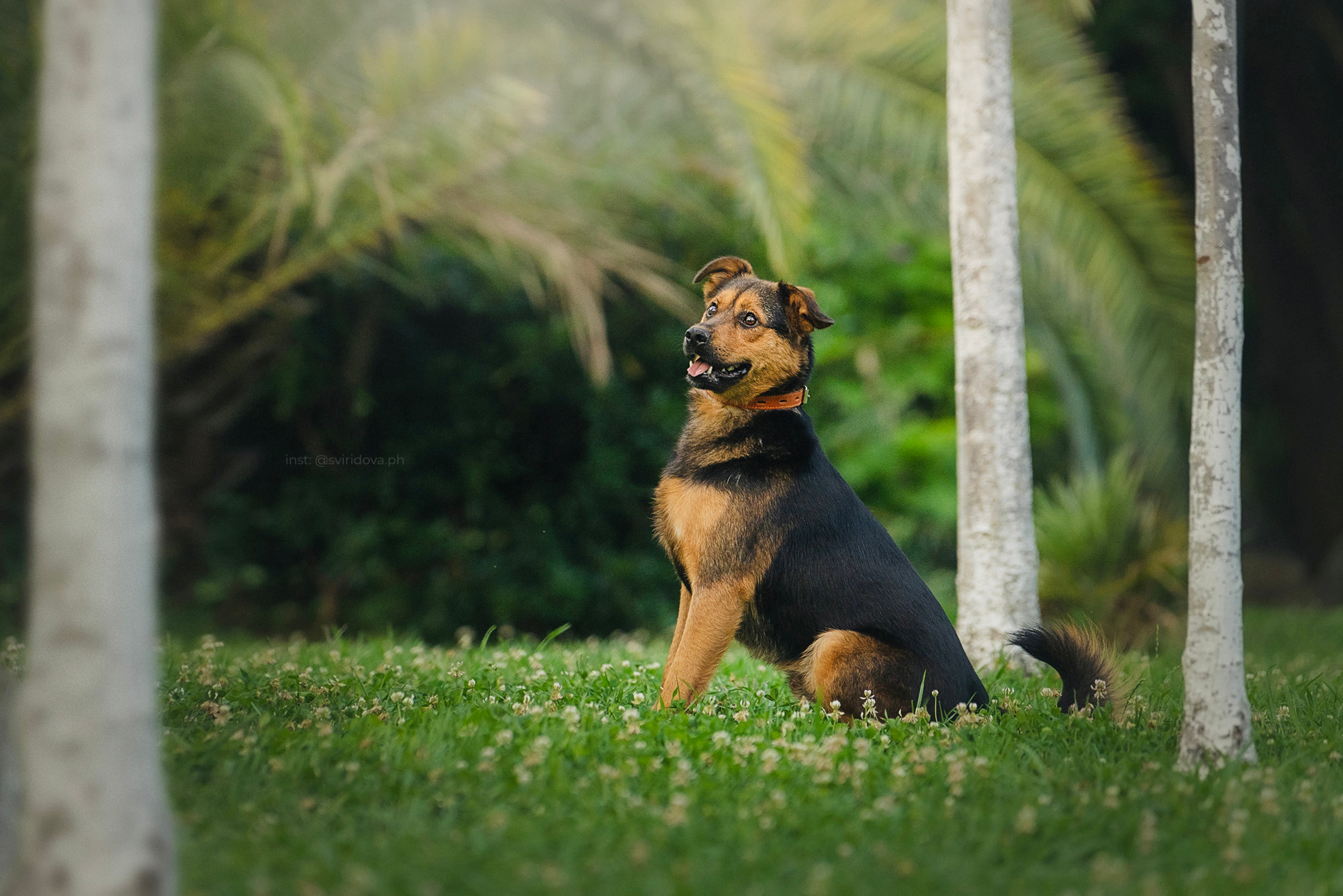 Собакам ищут дом. Фотограф анималист в Москве и Санкт-Петербурге Свиридова Анна