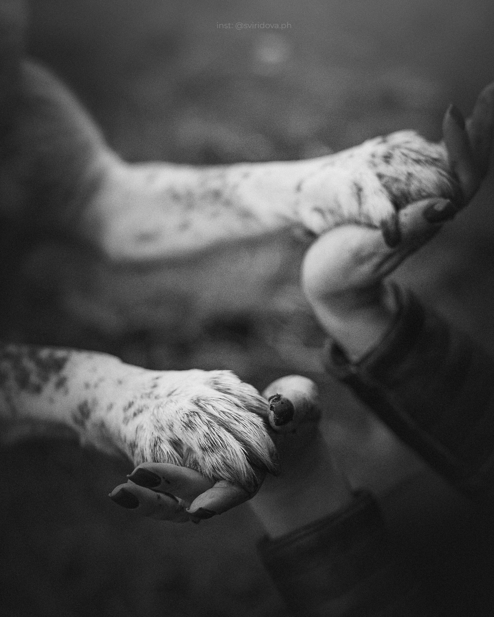 Катя и Бутуз. Фотограф анималист в Москве и Санкт-Петербурге Свиридова Анна