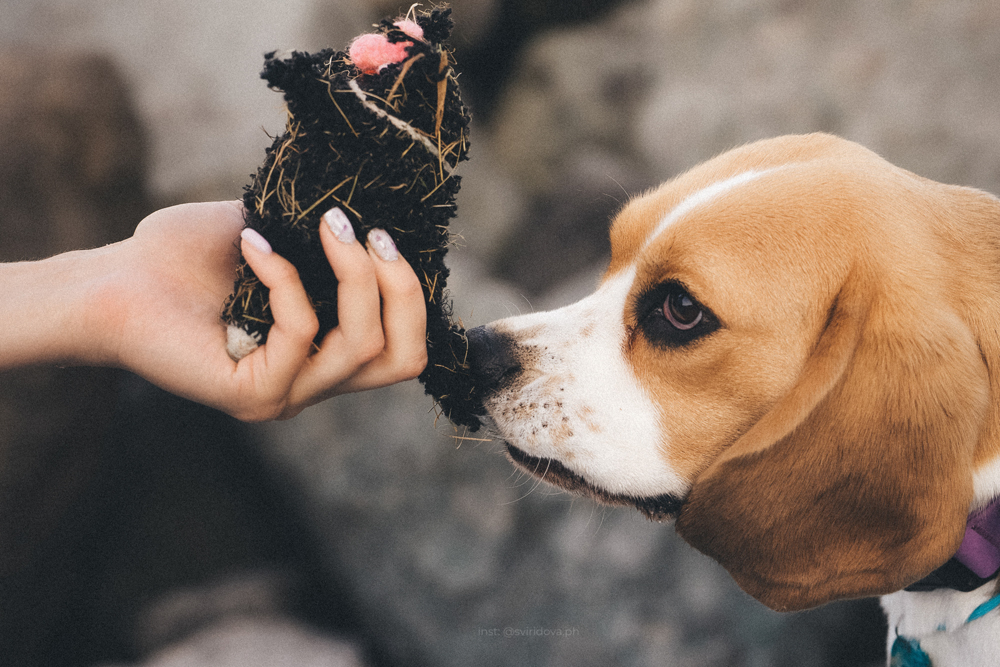 Евгения и Мира. Фотограф анималист в Москве и Санкт-Петербурге Свиридова Анна