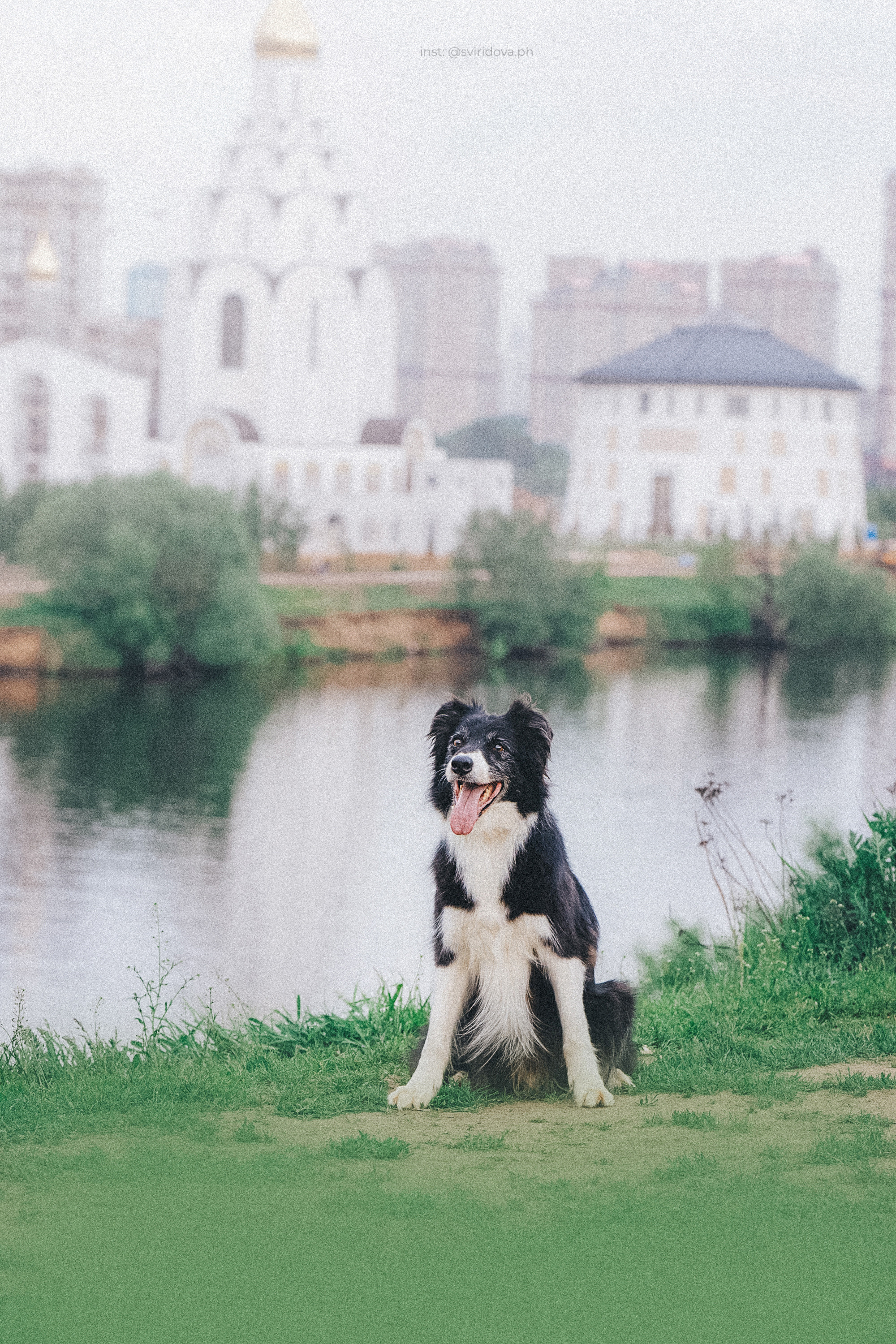 Вика и Веник. Фотограф анималист в Москве и Санкт-Петербурге Свиридова Анна