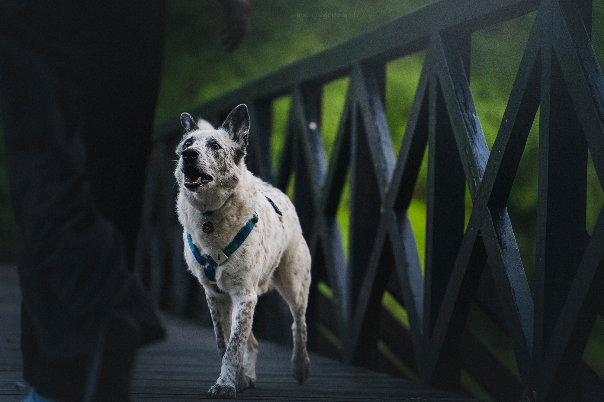 Катя и Бутуз. Фотограф анималист в Москве и Санкт-Петербурге Свиридова Анна
