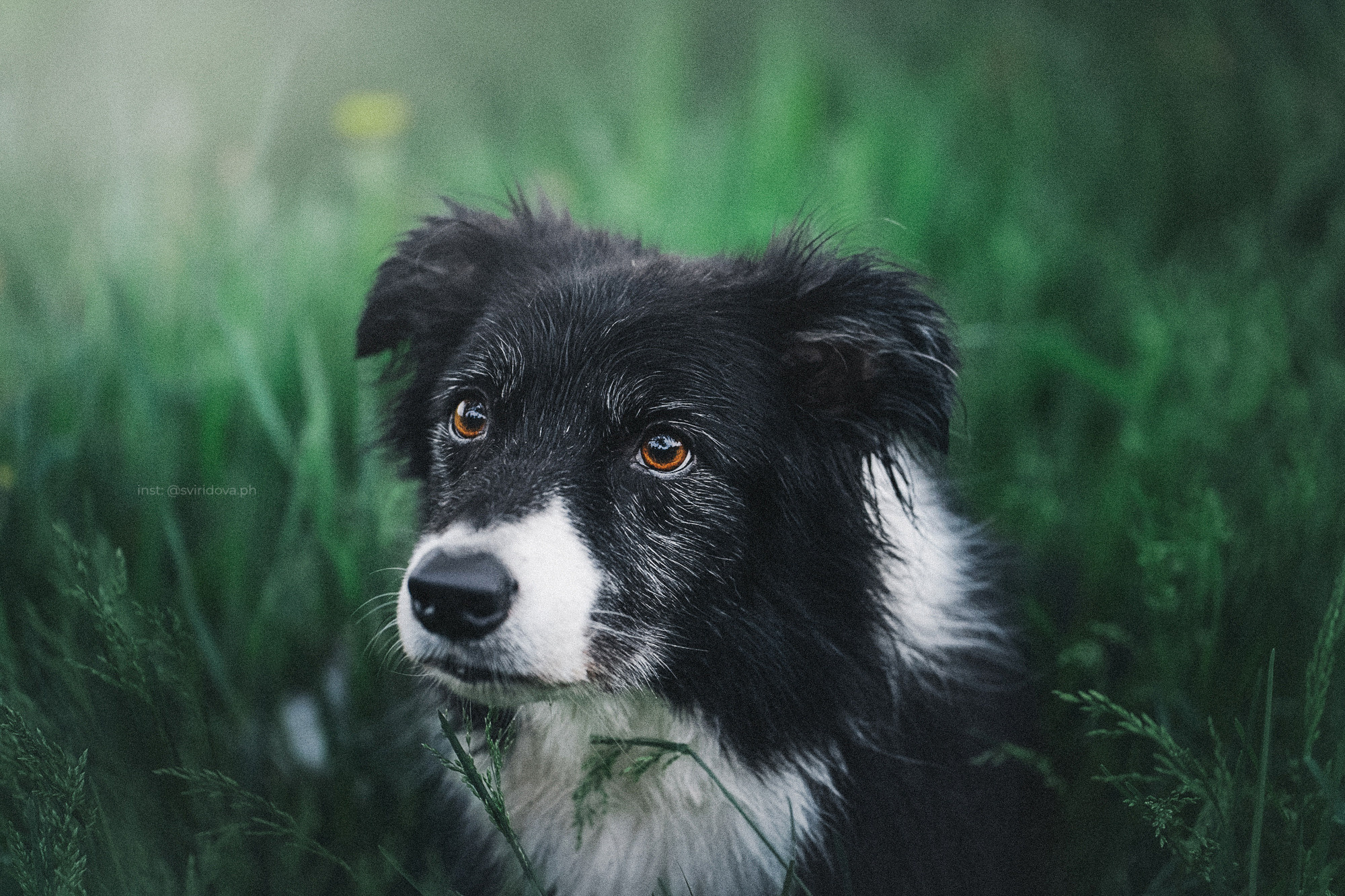 Вика и Веник. Фотограф анималист в Москве и Санкт-Петербурге Свиридова Анна