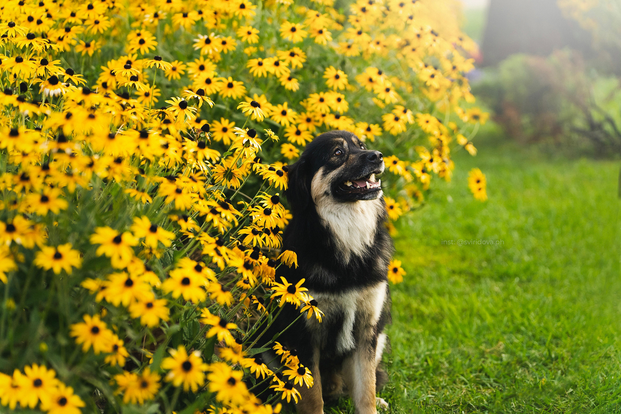 Собакам ищут дом. Фотограф анималист в Москве и Санкт-Петербурге Свиридова Анна