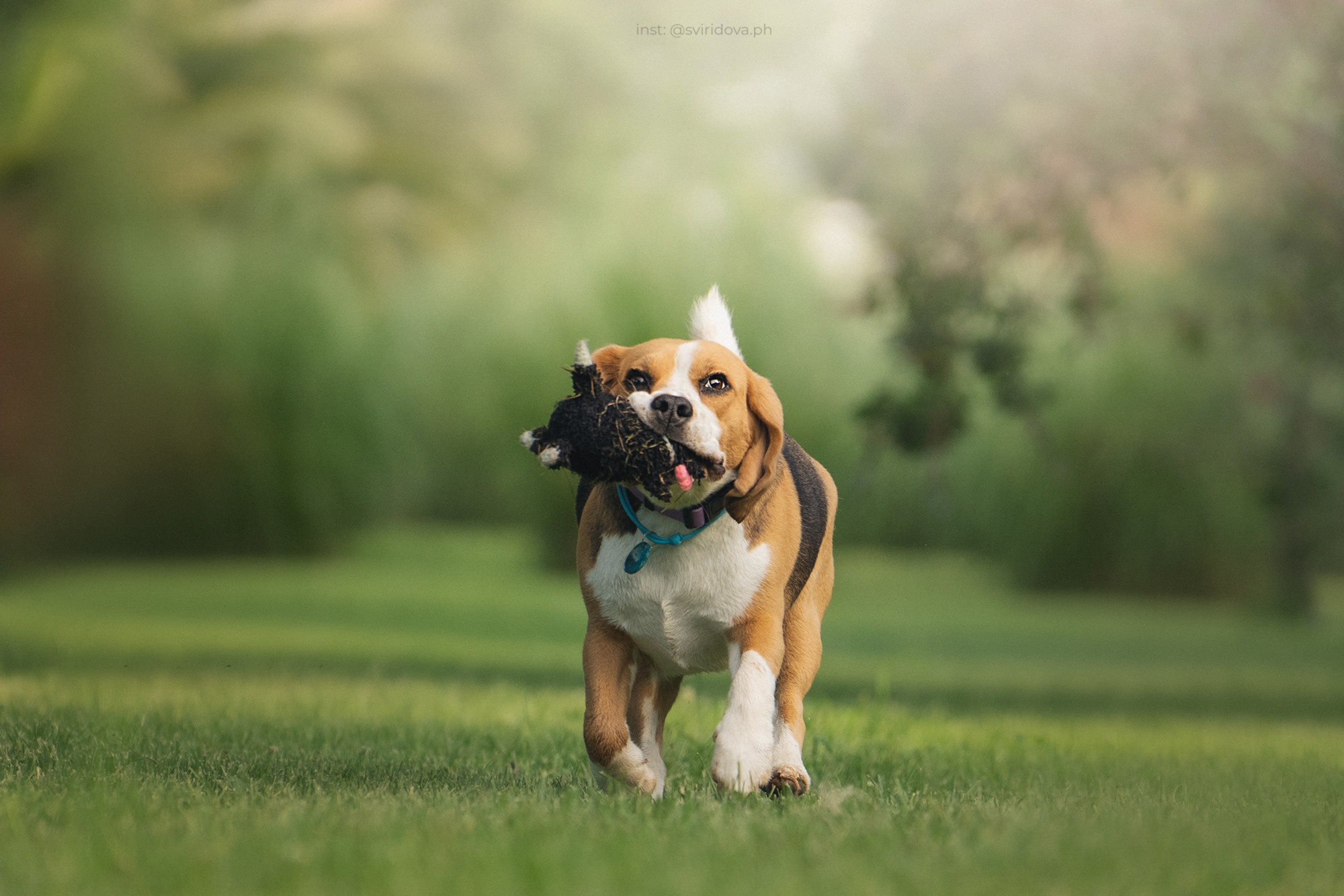 Евгения и Мира. Фотограф анималист в Москве и Санкт-Петербурге Свиридова Анна