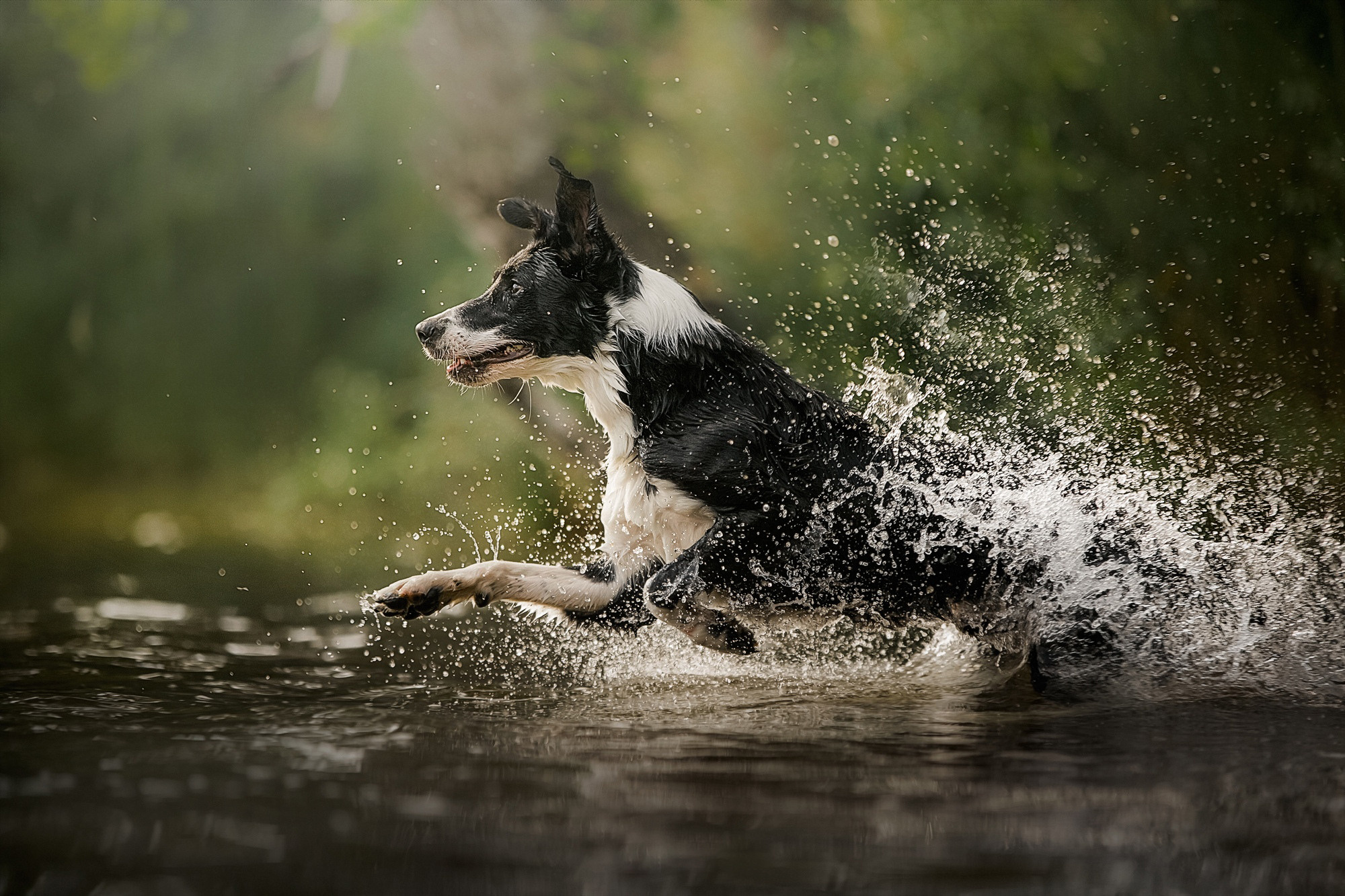 Фотограф анималист в Москве и Санкт-Петербурге Свиридова Анна
