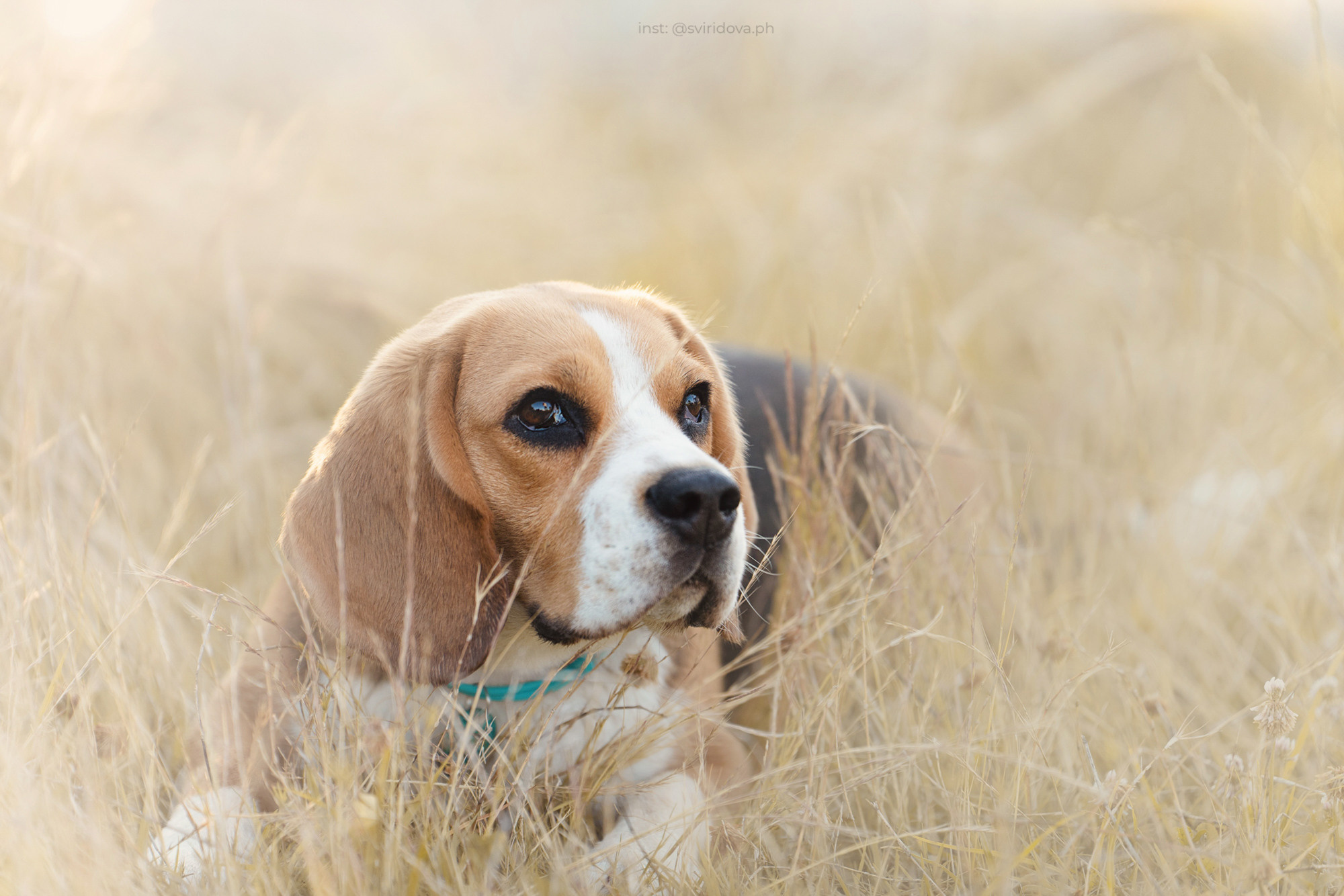 Евгения и Мира. Фотограф анималист в Москве и Санкт-Петербурге Свиридова Анна