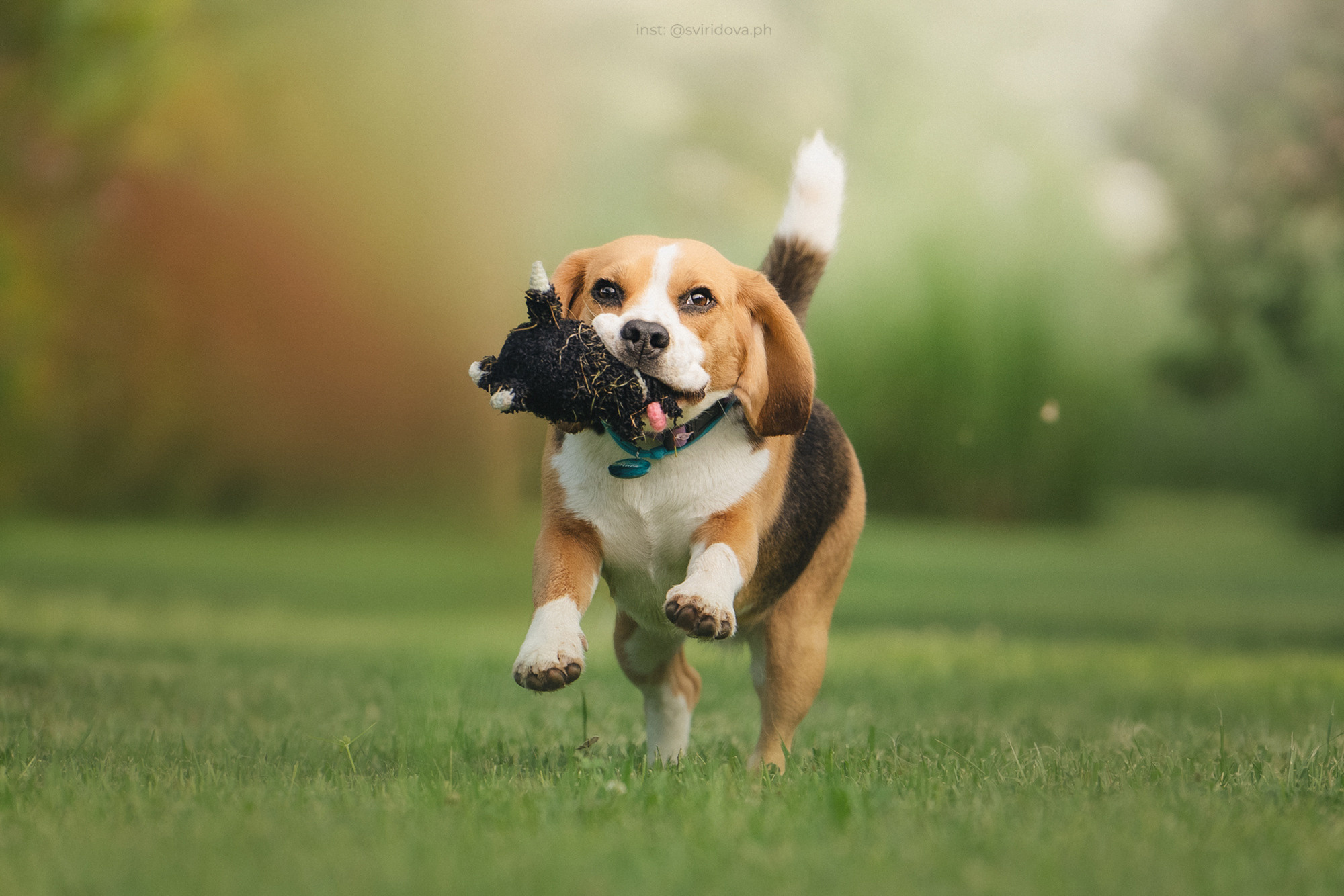 Евгения и Мира. Фотограф анималист в Москве и Санкт-Петербурге Свиридова Анна