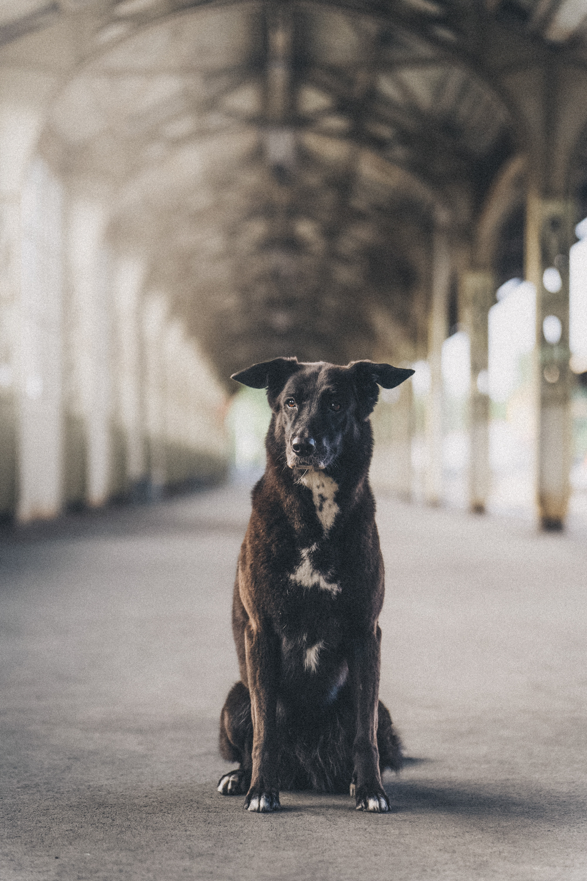 Вика и Чара. Фотограф анималист в Москве и Санкт-Петербурге Свиридова Анна