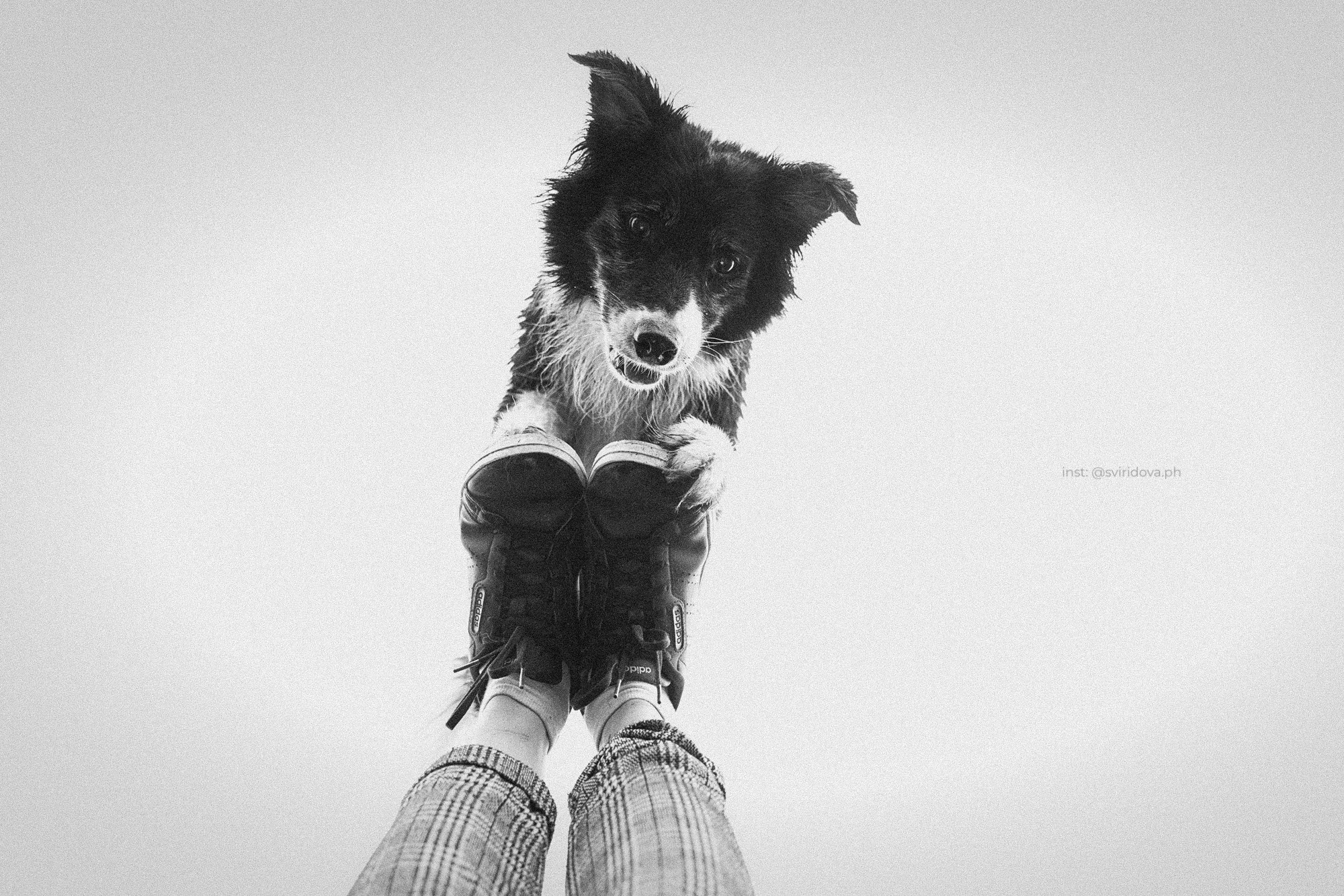 Вика и Веник. Фотограф анималист в Москве и Санкт-Петербурге Свиридова Анна