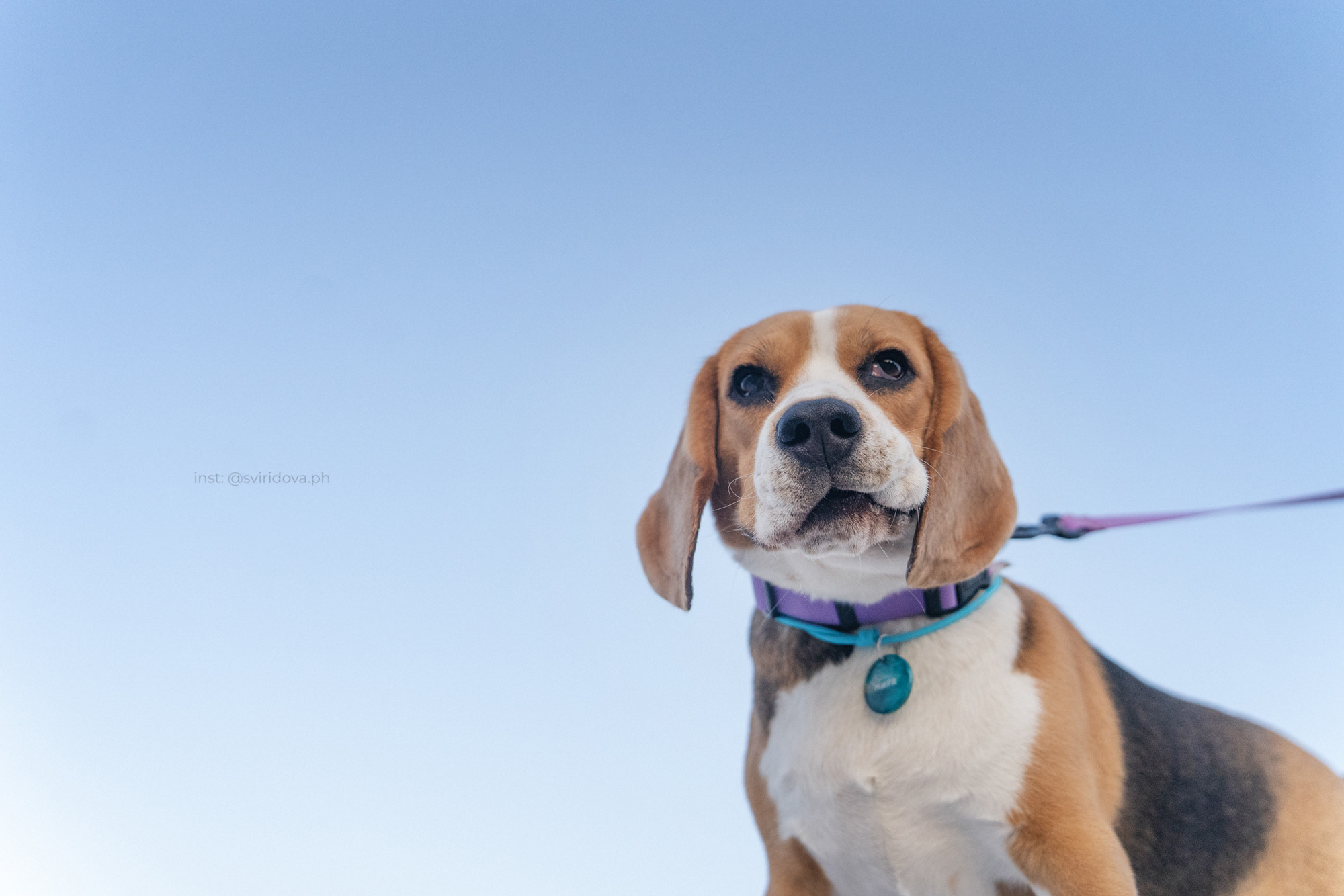 Евгения и Мира. Фотограф анималист в Москве и Санкт-Петербурге Свиридова Анна