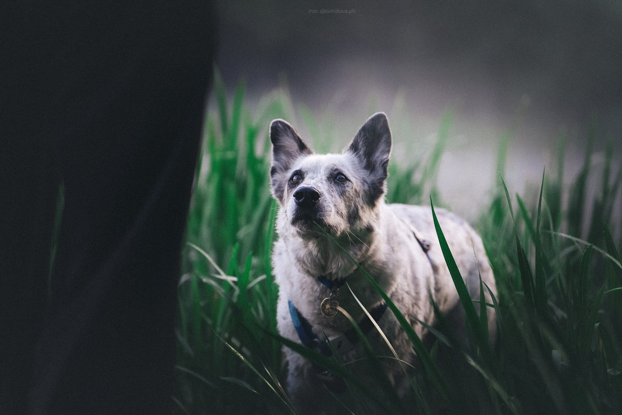 Катя и Бутуз. Фотограф анималист в Москве и Санкт-Петербурге Свиридова Анна