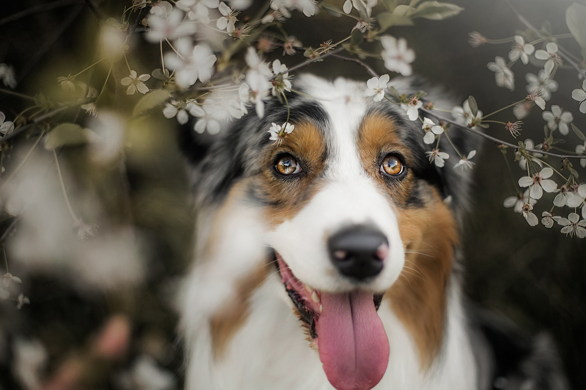 Фотограф анималист в Москве и Санкт-Петербурге Свиридова Анна