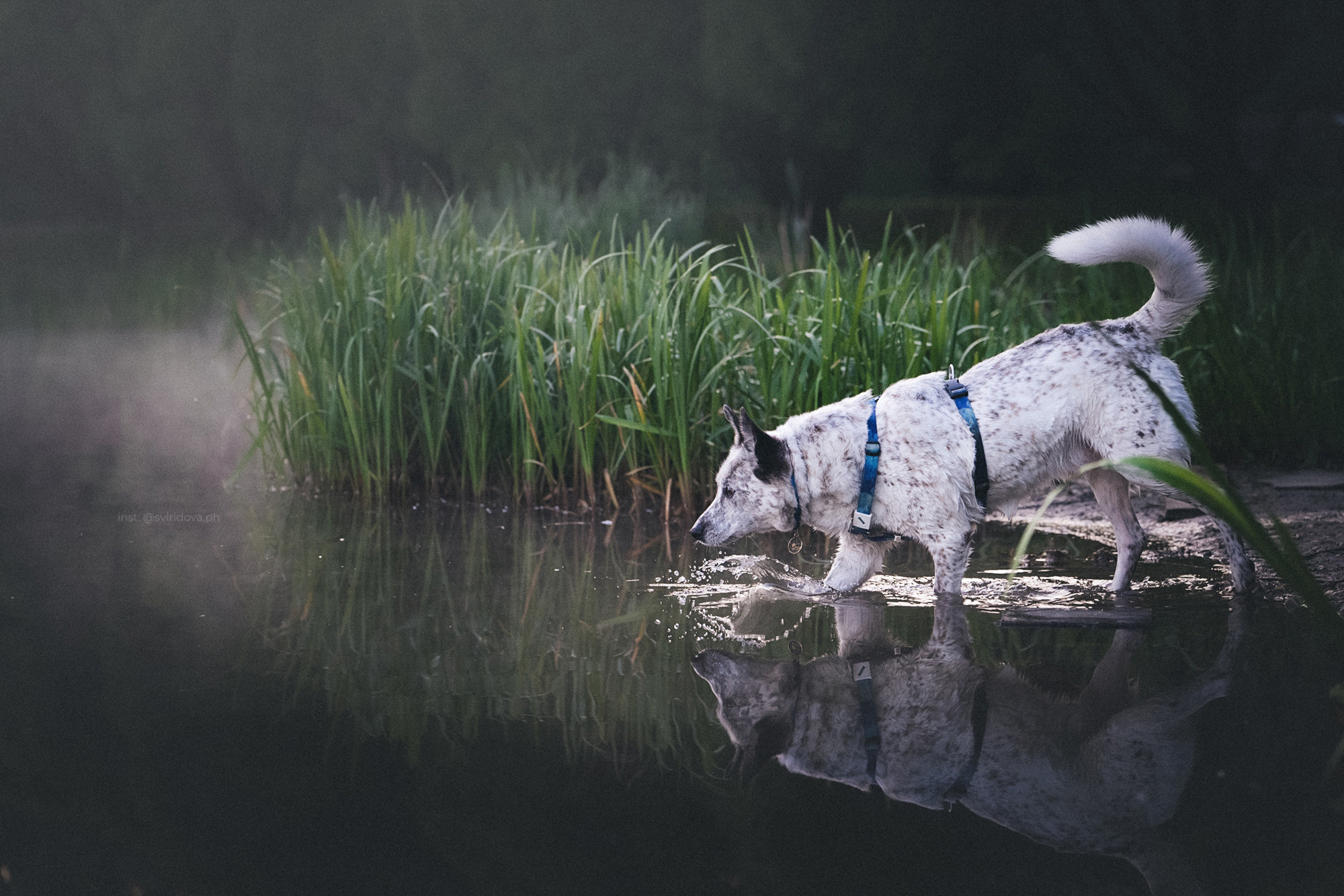 Катя и Бутуз. Фотограф анималист в Москве и Санкт-Петербурге Свиридова Анна