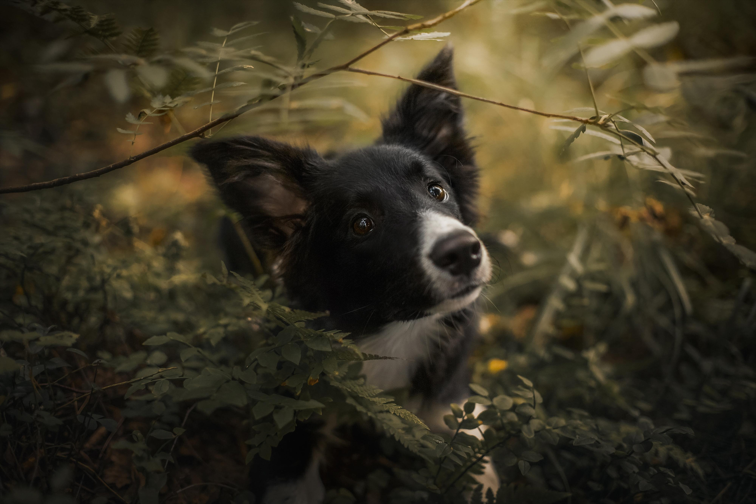 Фотограф анималист в Москве и Санкт-Петербурге Свиридова Анна