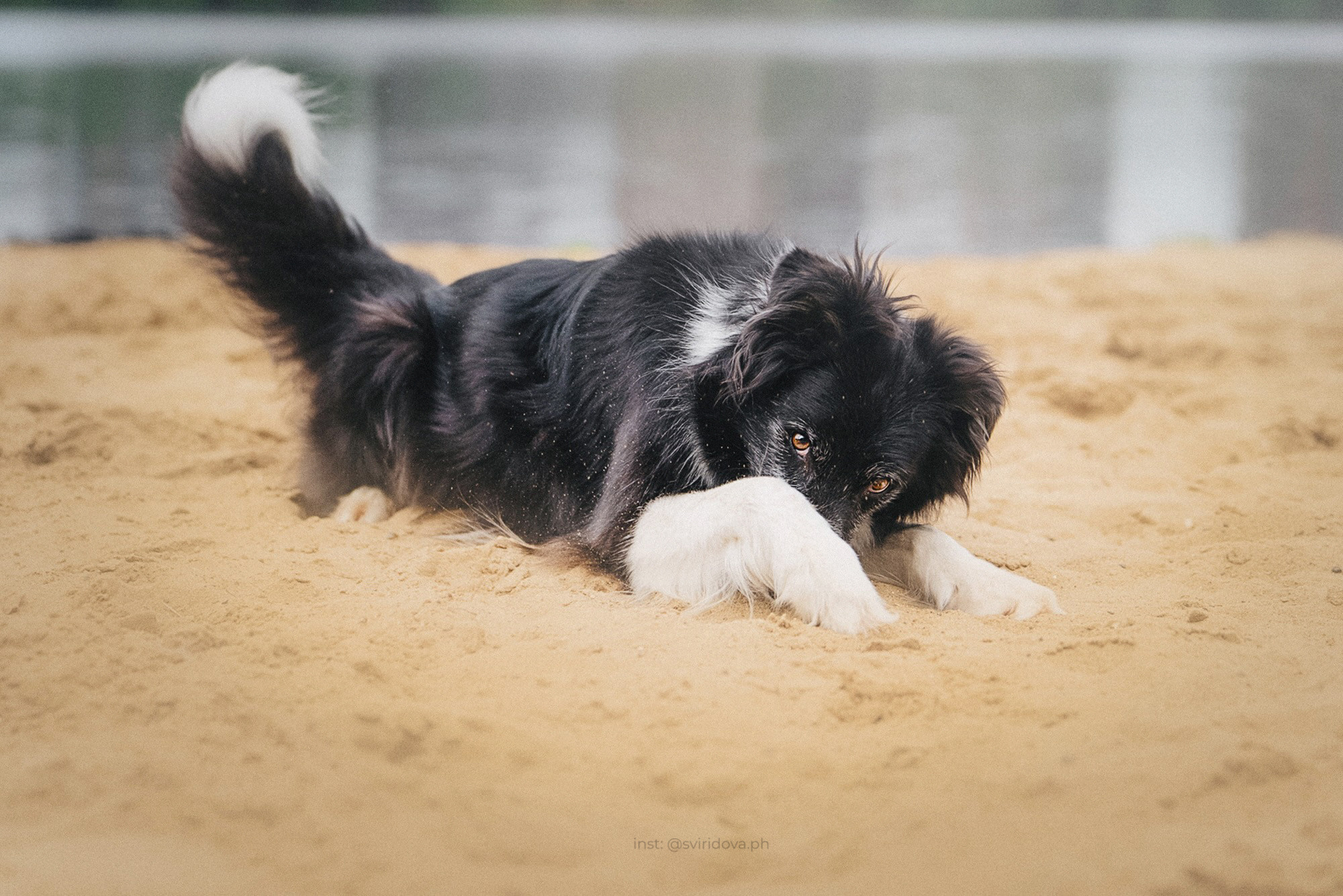Вика и Веник. Фотограф анималист в Москве и Санкт-Петербурге Свиридова Анна