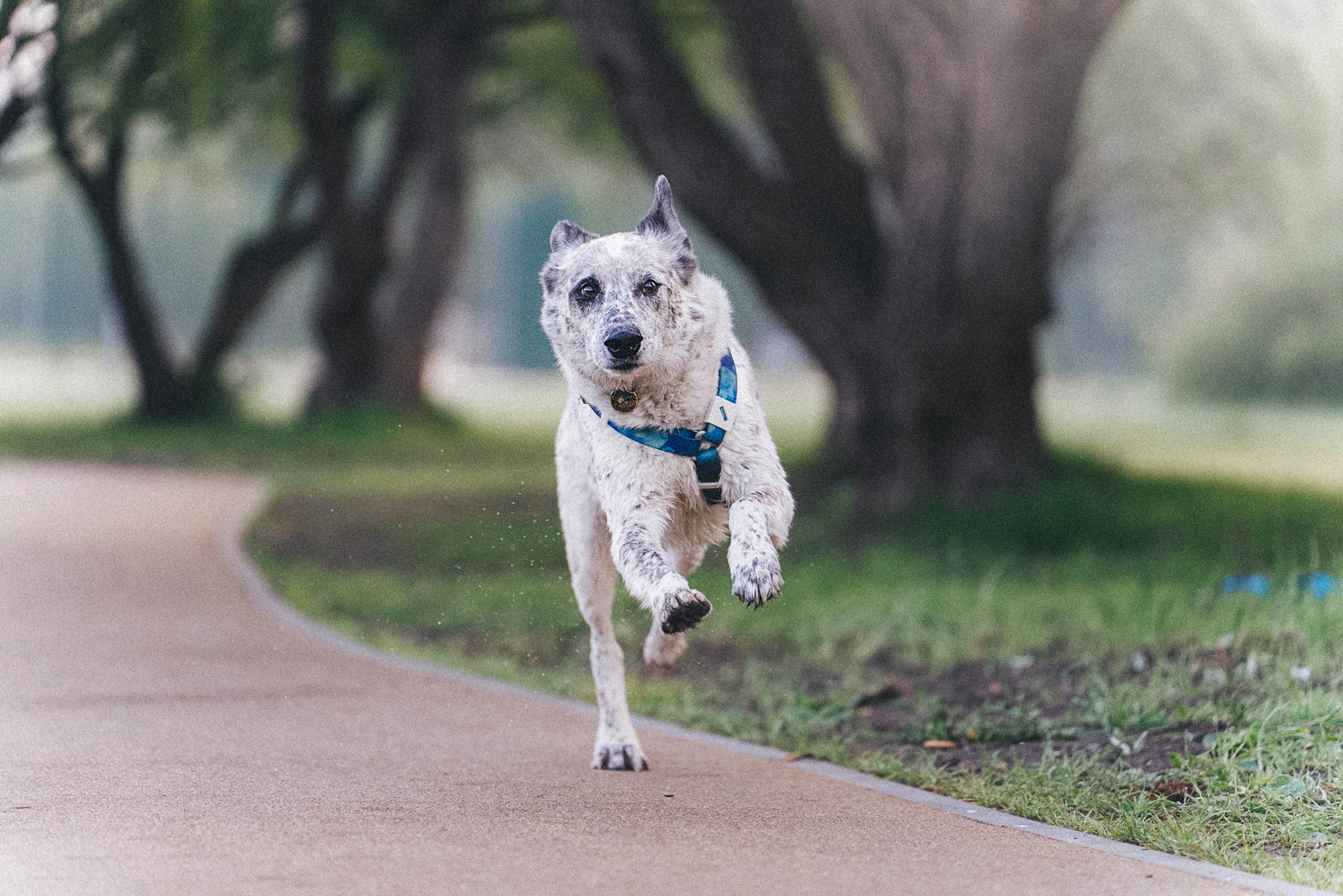 Катя и Бутуз. Фотограф анималист в Москве и Санкт-Петербурге Свиридова Анна