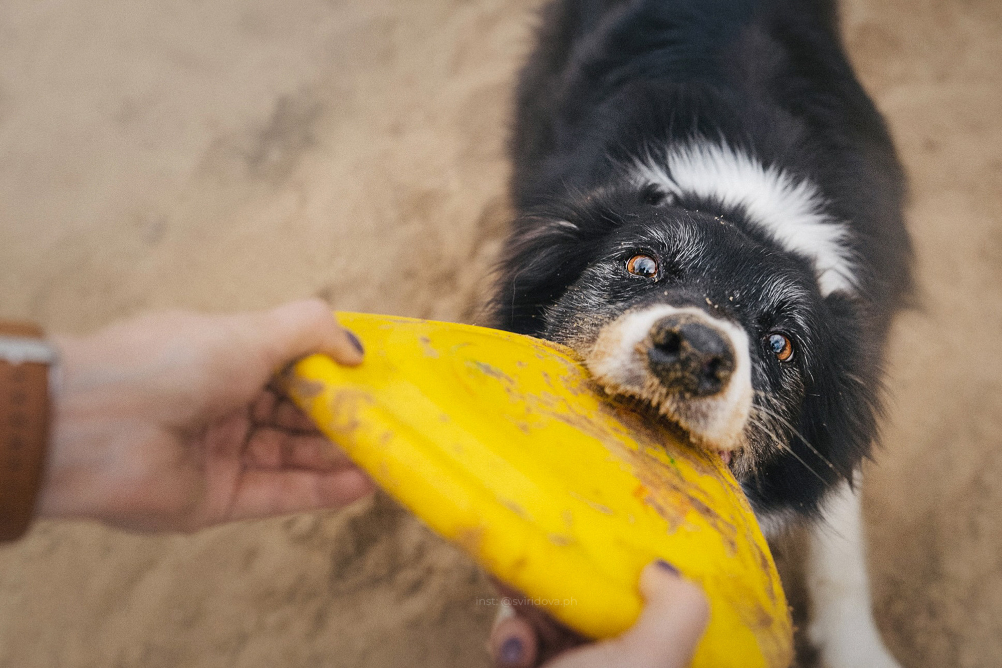 Вика и Веник. Фотограф анималист в Москве и Санкт-Петербурге Свиридова Анна