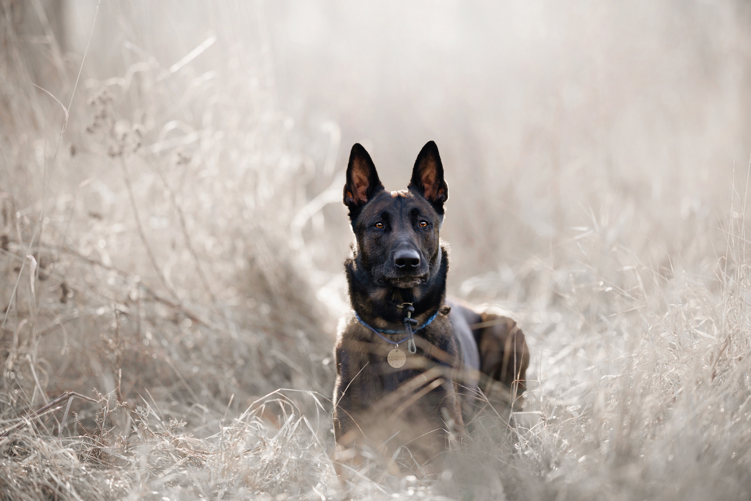 Фотограф анималист в Москве и Санкт-Петербурге Свиридова Анна