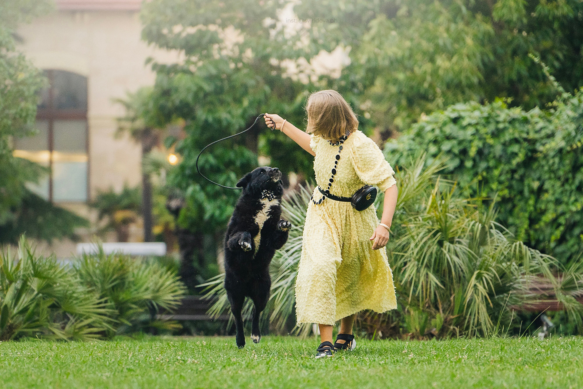Собакам ищут дом. Фотограф анималист в Москве и Санкт-Петербурге Свиридова Анна
