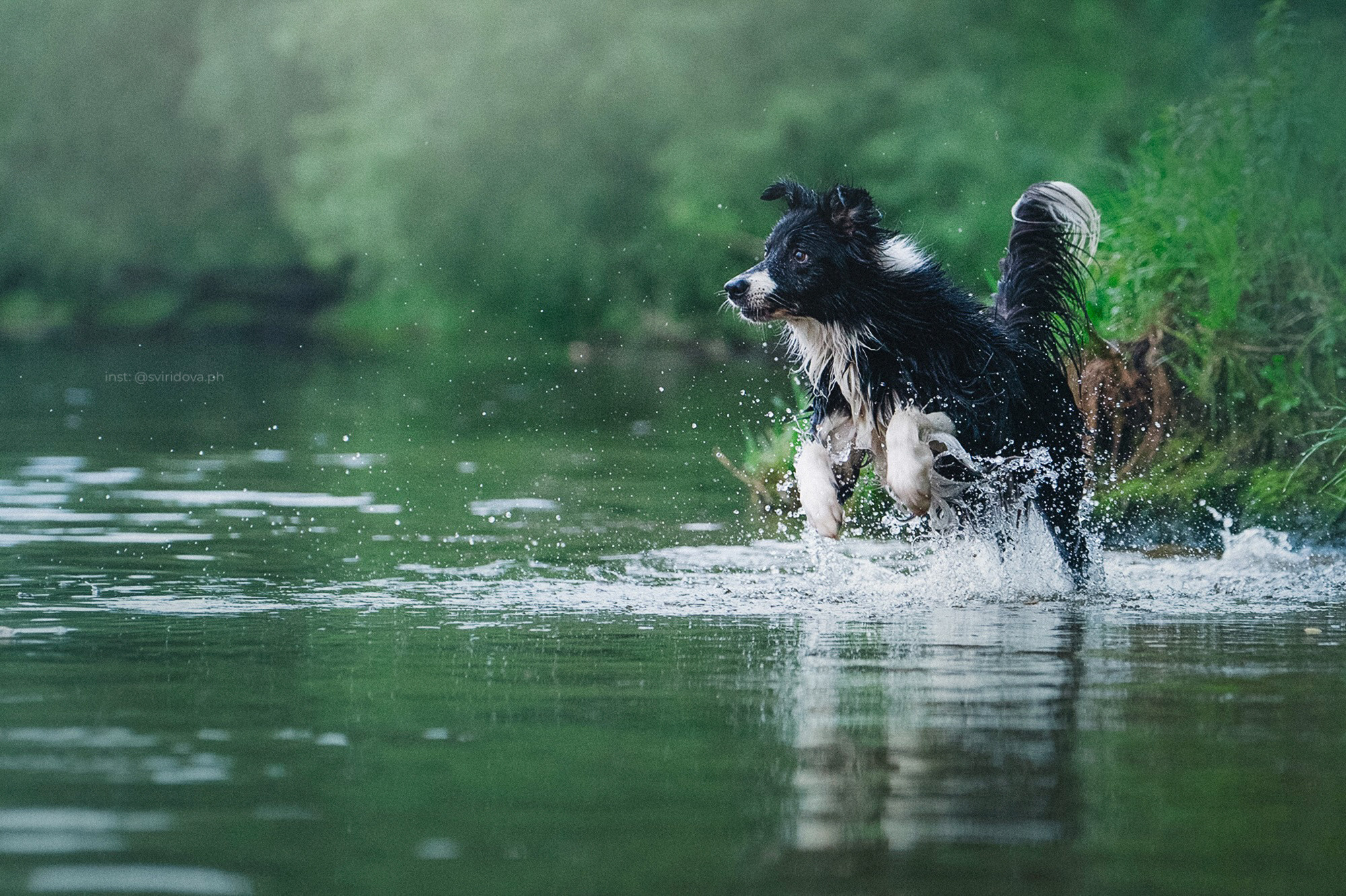 Вика и Веник. Фотограф анималист в Москве и Санкт-Петербурге Свиридова Анна