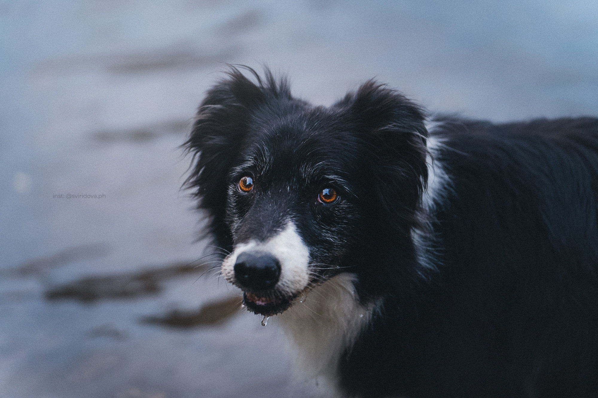 Вика и Веник. Фотограф анималист в Москве и Санкт-Петербурге Свиридова Анна