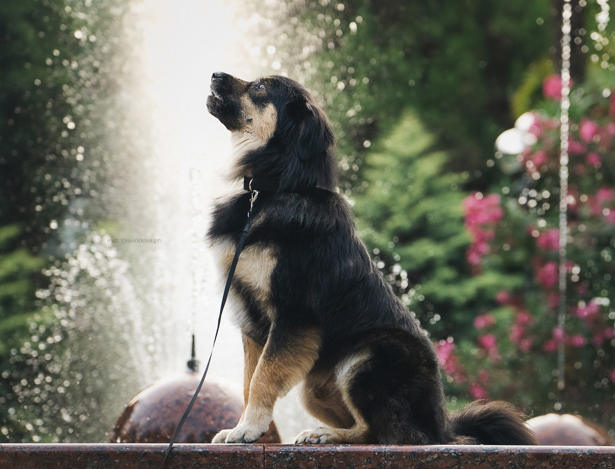 Собакам ищут дом. Фотограф анималист в Москве и Санкт-Петербурге Свиридова Анна