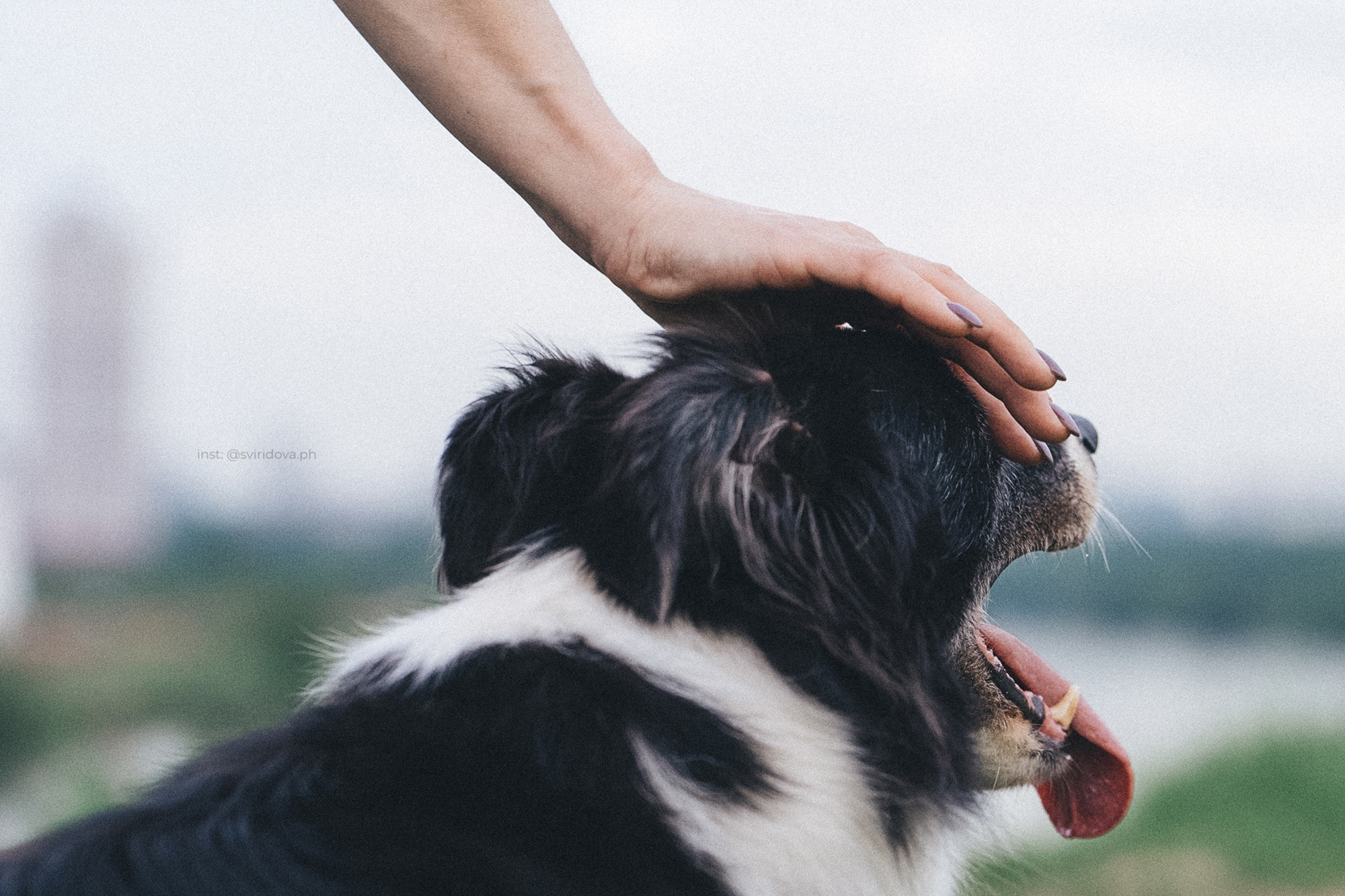 Вика и Веник. Фотограф анималист в Москве и Санкт-Петербурге Свиридова Анна