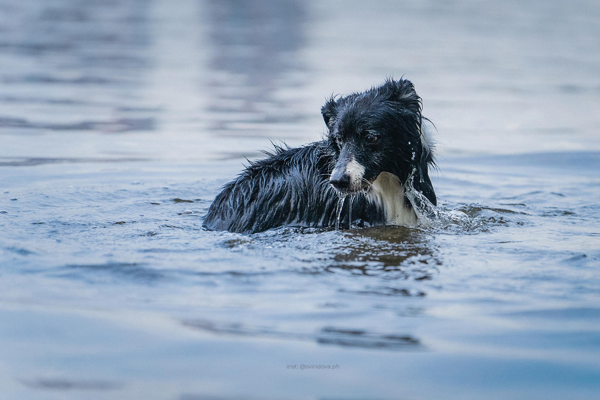 Вика и Веник. Фотограф анималист в Москве и Санкт-Петербурге Свиридова Анна