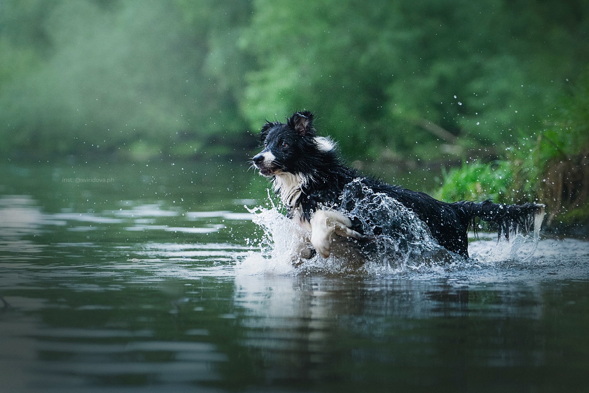 Вика и Веник. Фотограф анималист в Москве и Санкт-Петербурге Свиридова Анна
