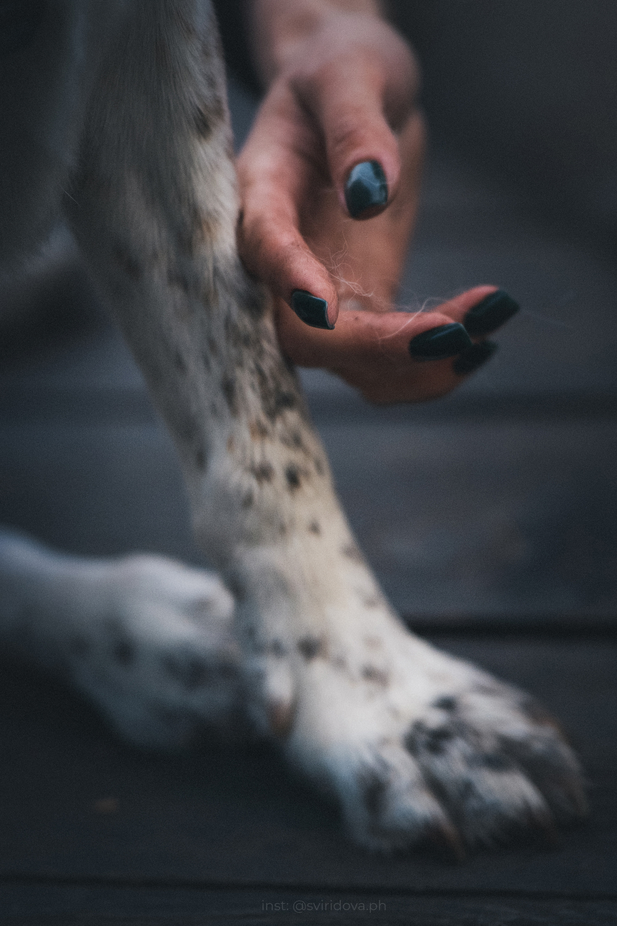 Катя и Бутуз. Фотограф анималист в Москве и Санкт-Петербурге Свиридова Анна