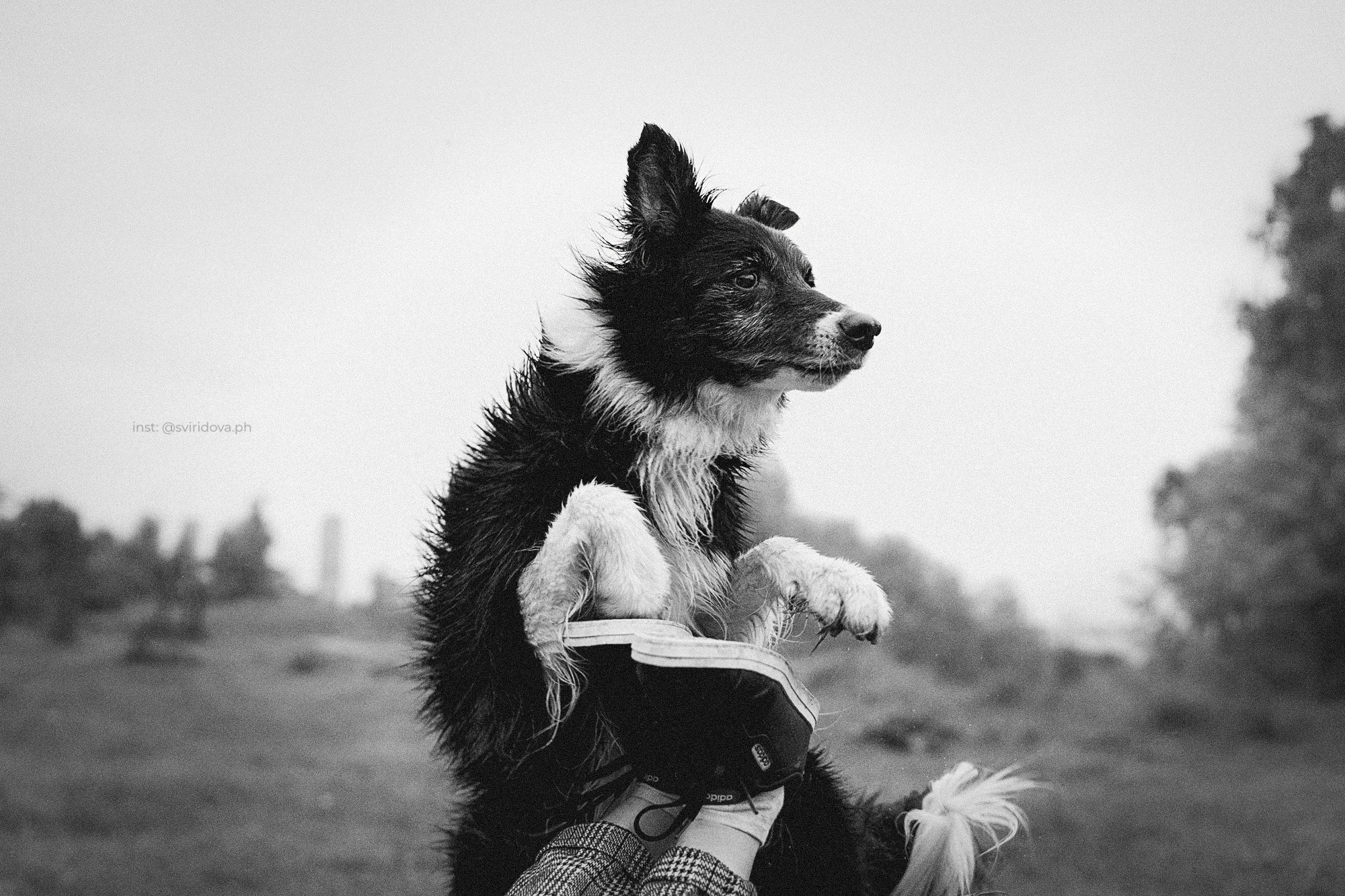 Вика и Веник. Фотограф анималист в Москве и Санкт-Петербурге Свиридова Анна