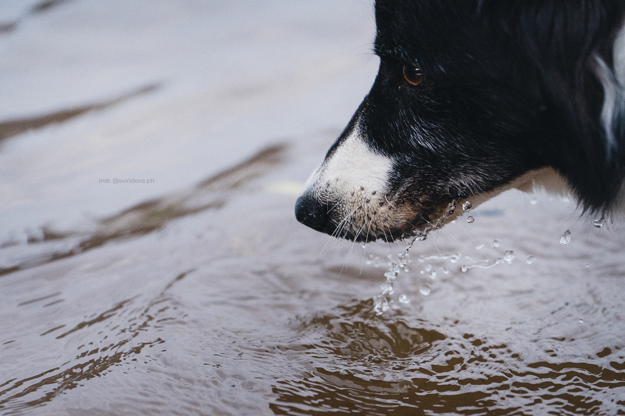 Вика и Веник. Фотограф анималист в Москве и Санкт-Петербурге Свиридова Анна