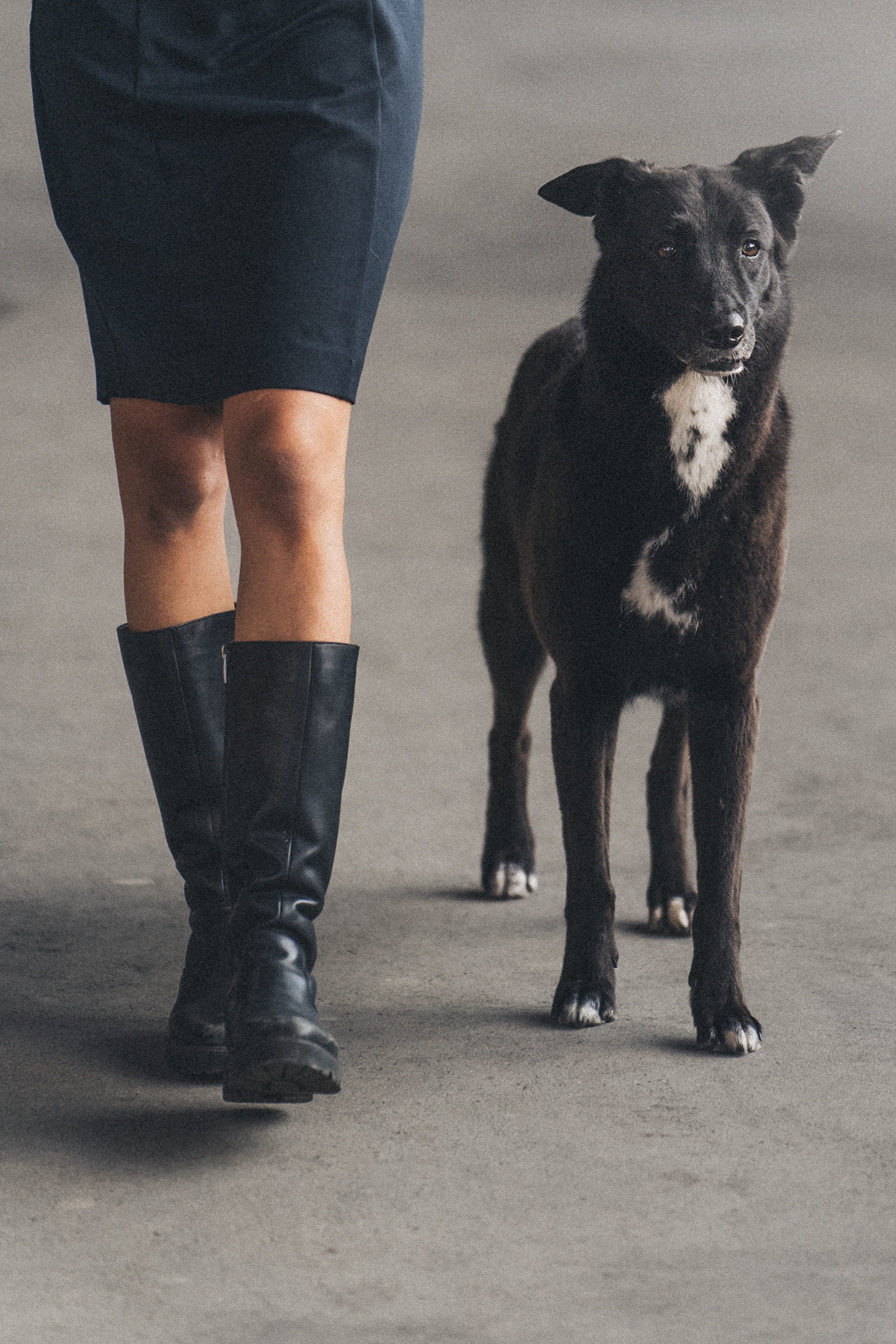 Вика и Чара. Фотограф анималист в Москве и Санкт-Петербурге Свиридова Анна