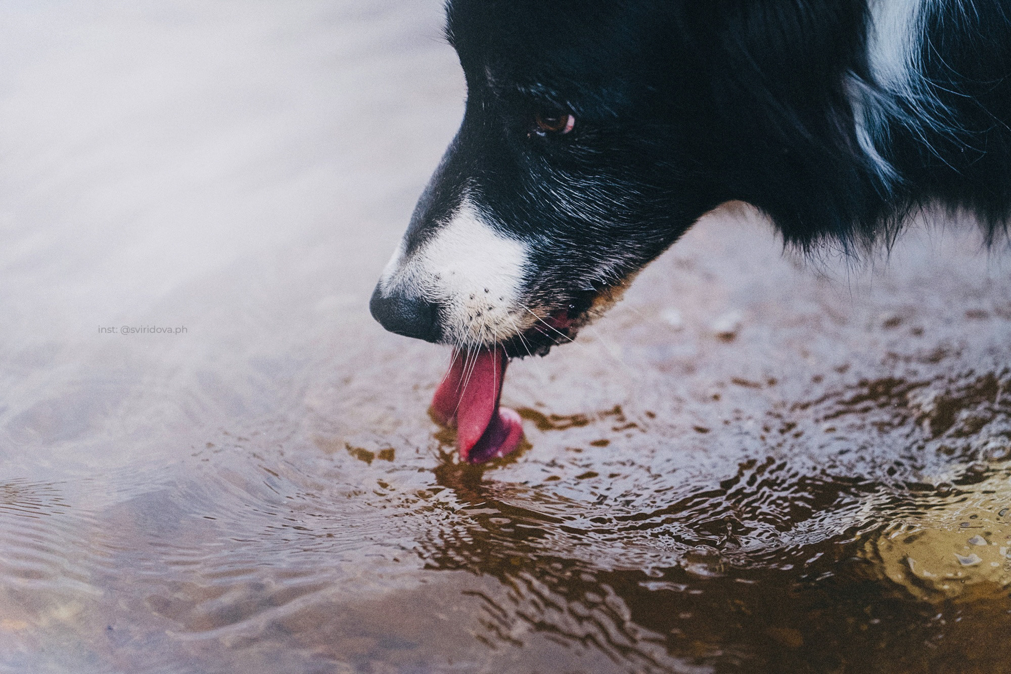 Вика и Веник. Фотограф анималист в Москве и Санкт-Петербурге Свиридова Анна