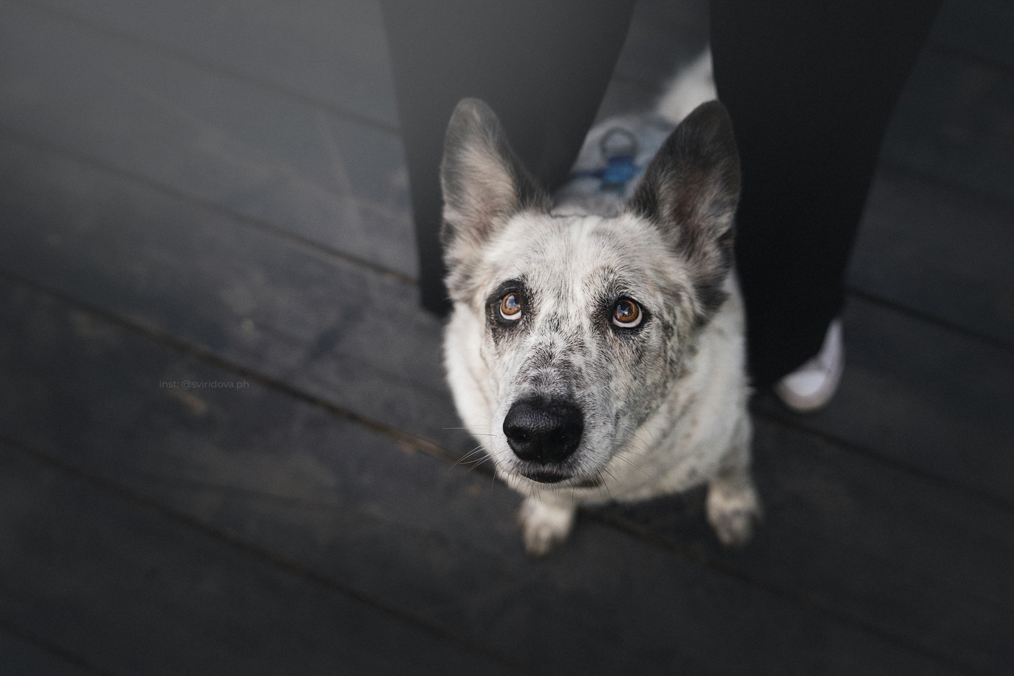 Катя и Бутуз. Фотограф анималист в Москве и Санкт-Петербурге Свиридова Анна