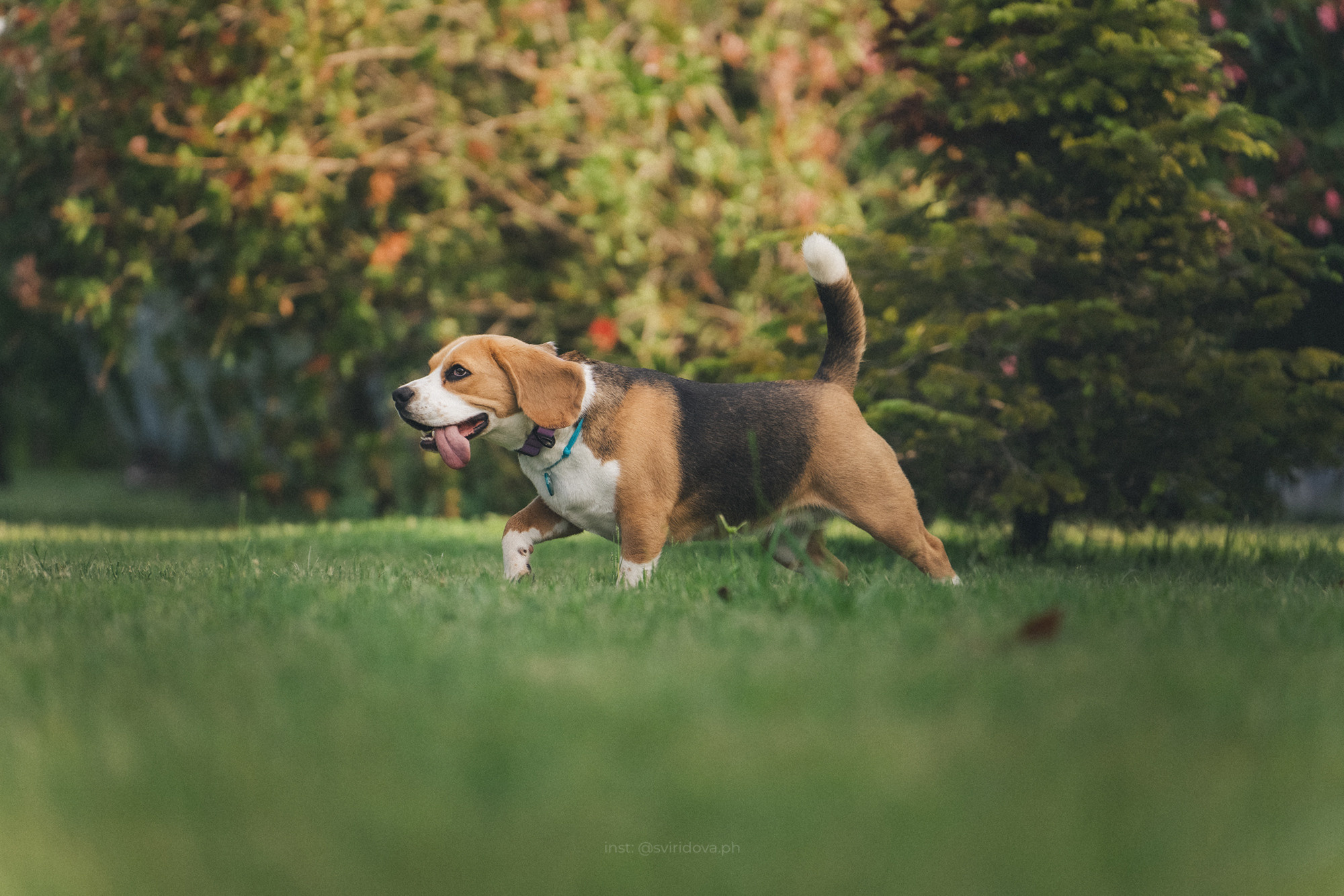 Евгения и Мира. Фотограф анималист в Москве и Санкт-Петербурге Свиридова Анна