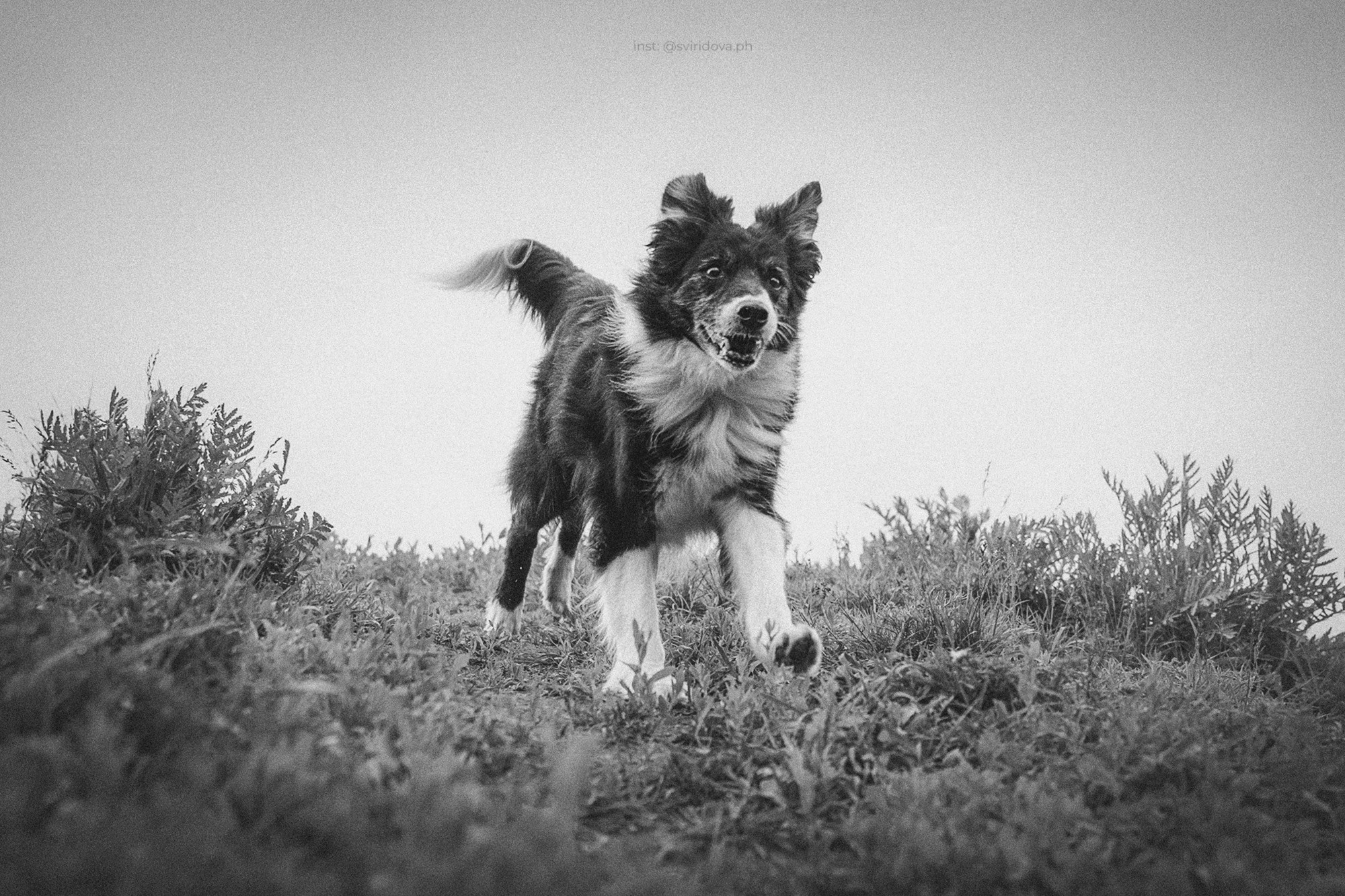 Вика и Веник. Фотограф анималист в Москве и Санкт-Петербурге Свиридова Анна