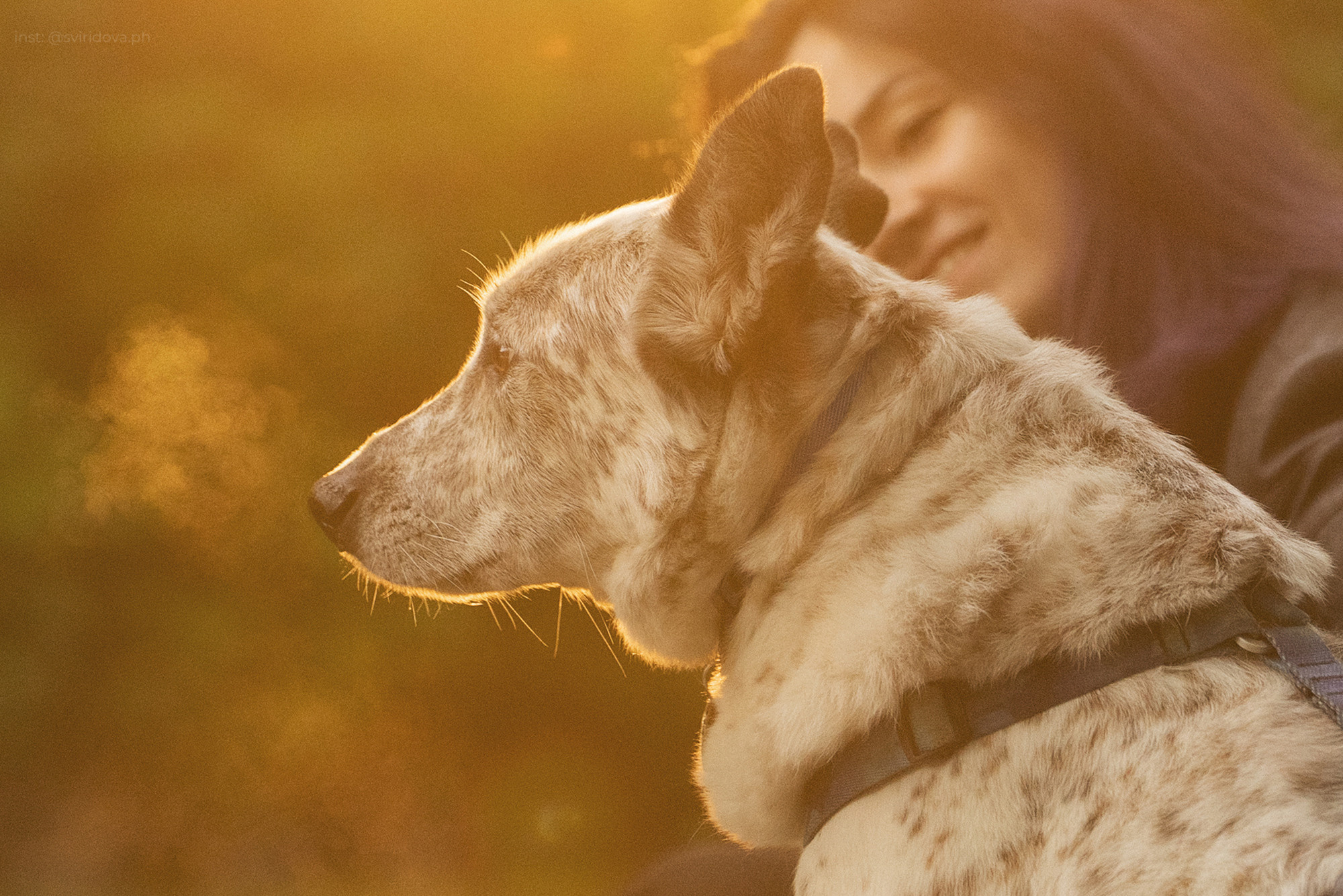 Катя и Бутуз. Фотограф анималист в Москве и Санкт-Петербурге Свиридова Анна