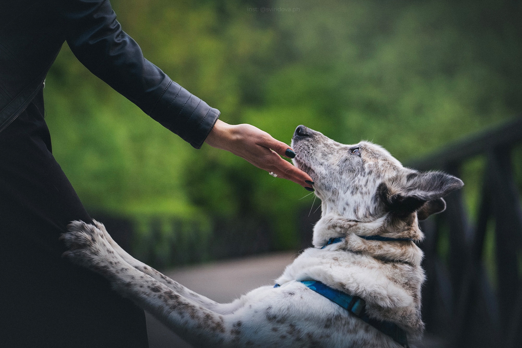 Катя и Бутуз. Фотограф анималист в Москве и Санкт-Петербурге Свиридова Анна