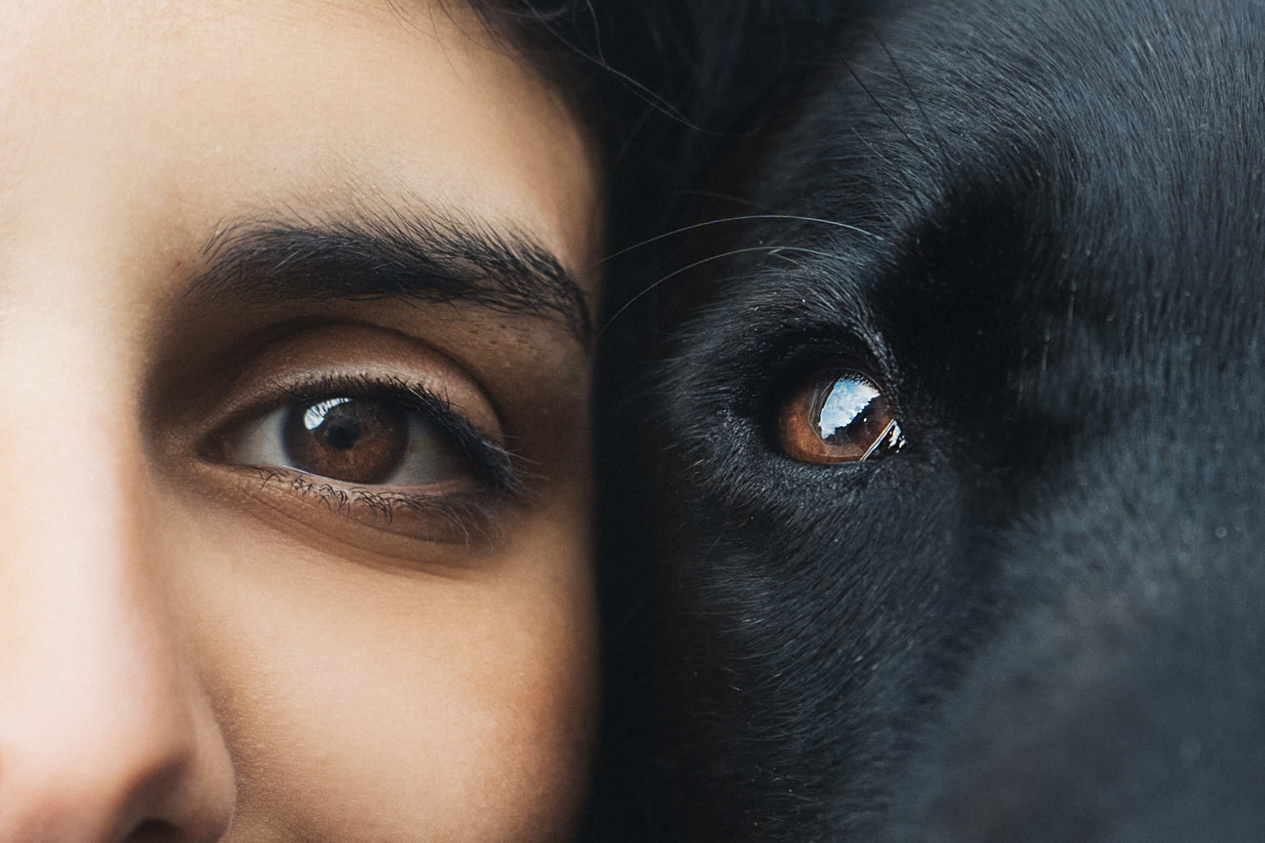 Вика и Чара. Фотограф анималист в Москве и Санкт-Петербурге Свиридова Анна