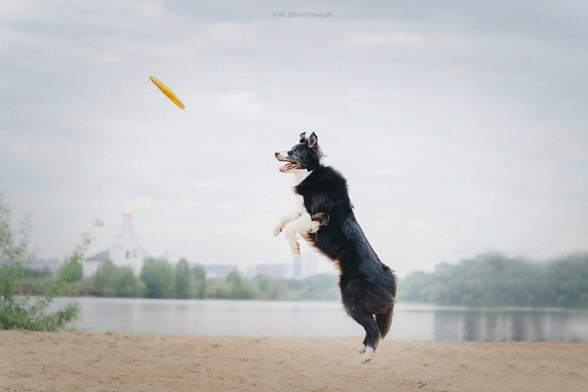 Вика и Веник. Фотограф анималист в Москве и Санкт-Петербурге Свиридова Анна
