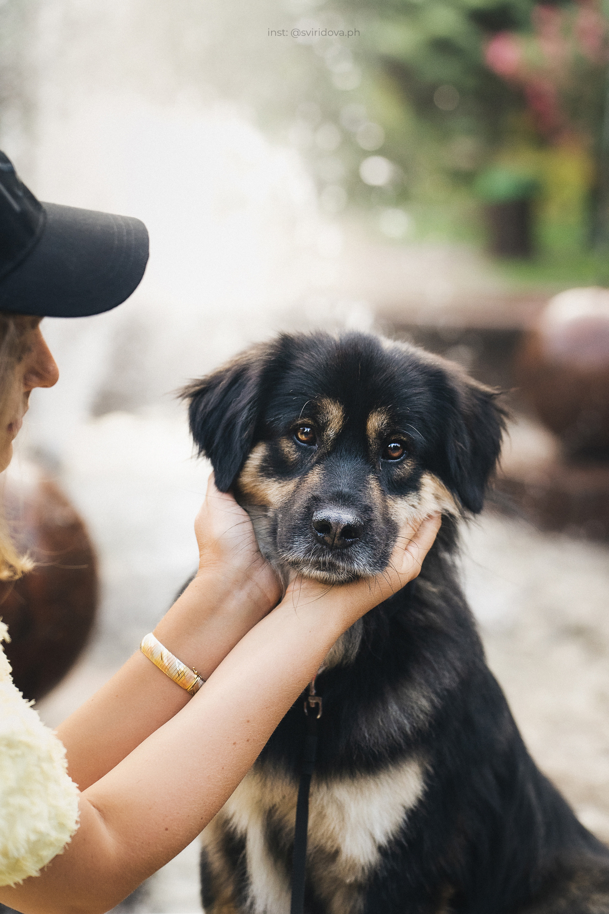 Собакам ищут дом. Фотограф анималист в Москве и Санкт-Петербурге Свиридова Анна