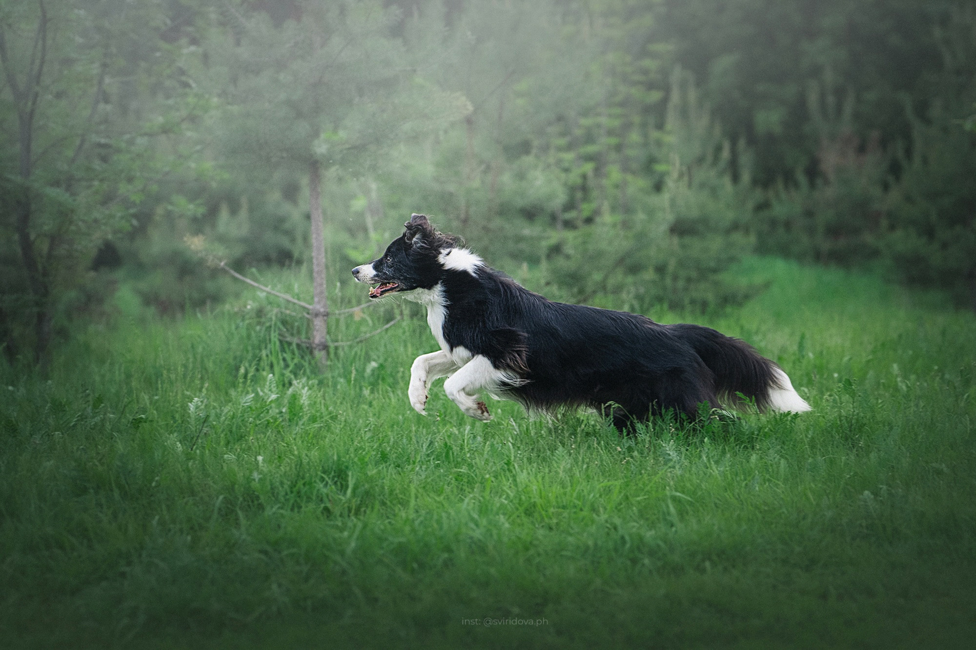 Вика и Веник. Фотограф анималист в Москве и Санкт-Петербурге Свиридова Анна