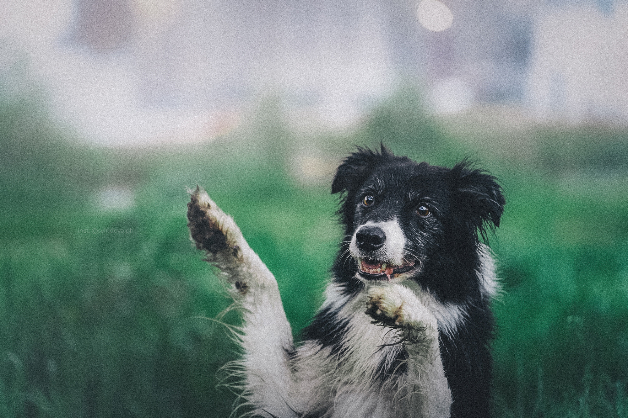 Вика и Веник. Фотограф анималист в Москве и Санкт-Петербурге Свиридова Анна